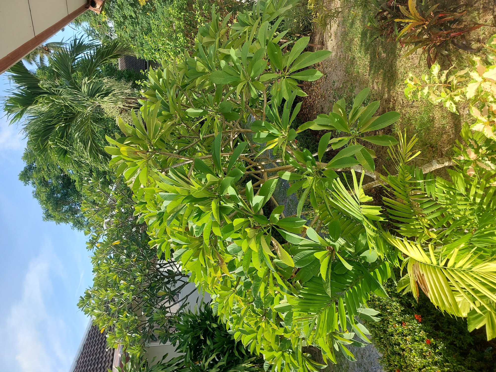 The image depicts a lush garden scene bathed in bright sunlight, with a clear blue sky overhead. The foreground is dominated by a vibrant green frangipani tree, its broad leaves catching the light. To the left, the corner of a building with a tiled roof is visible, suggesting a residential or commercial property. Various other tropical plants, including palm trees and ornamental shrubs with colorful foliage, fill the midground and background. The ground cover consists of grass and a sandy path. The scene is consistent with a garden in a tropical climate like that of Baan Mae Nam, Thailand. No people or animals are present in the image.