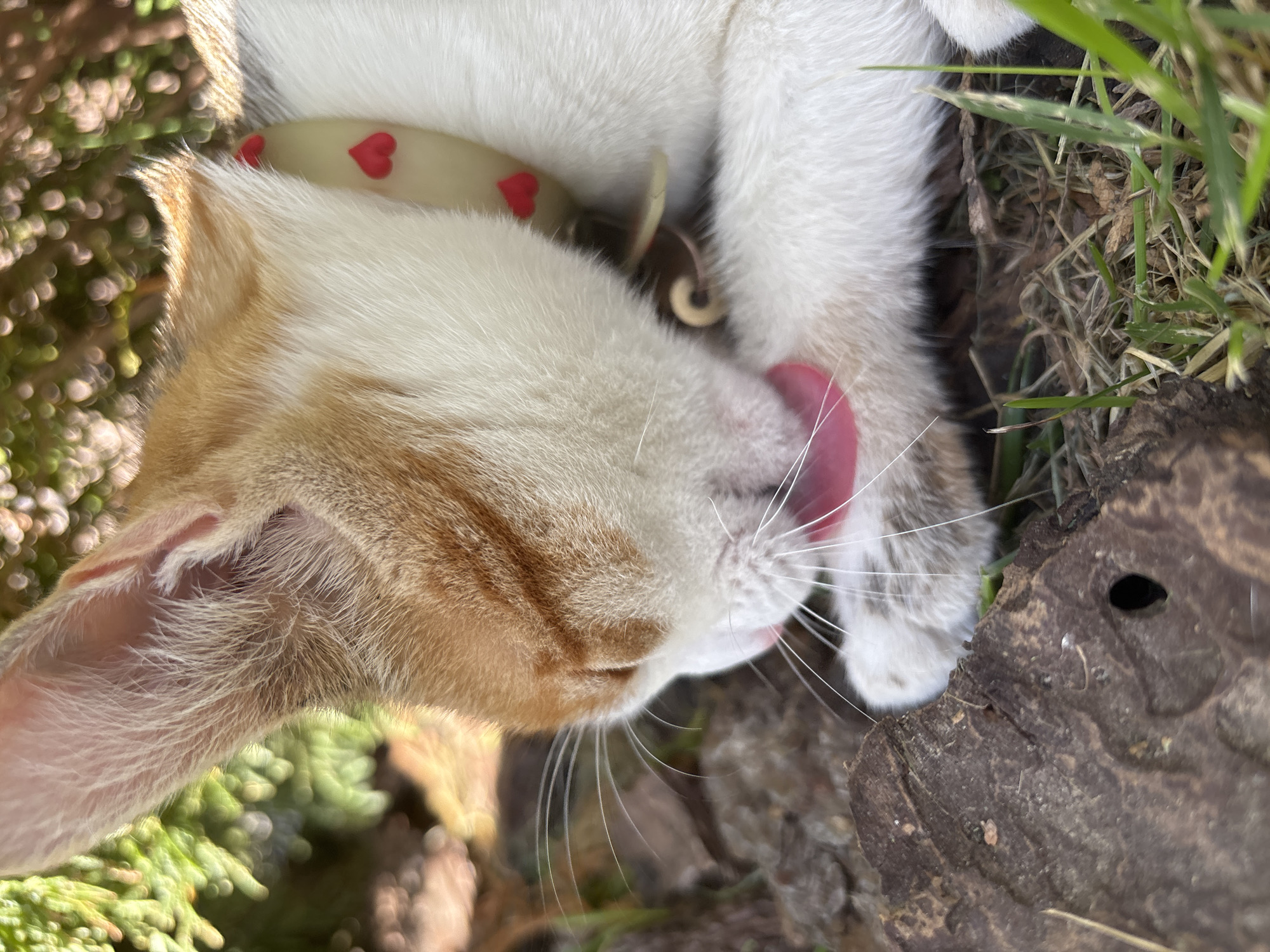 A close-up, high-angle outdoor shot shows a young ginger and white cat grooming its paw. The cat is wearing a pale yellow collar with red heart embellishments. It is licking its right front paw, which is held up towards its face. The cat's fur is white with ginger patches on its head and ears. The background is blurred, with green foliage and hints of sunlight. The ground beneath the cat consists of dry grass, twigs, and a piece of rough, dark brown wood with a small hole. The lighting suggests a sunny day. The image is taken in Zvenigorod, Russia, likely in a garden or natural area.