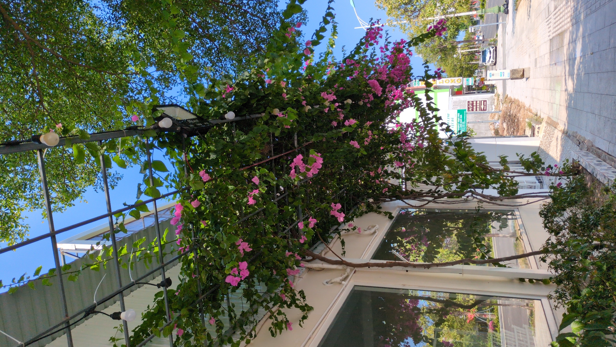 The image shows a building adorned with a bougainvillea plant, likely located in the city of Phan Rang – Tháp Chàm, Vietnam. The plant has pink flowers and green leaves, covering parts of the building's exterior, including a window. A metal structure with light bulbs is also visible, positioned next to the building. The sky is clear and blue, and there is a sidewalk or street nearby, with some trees and other plants visible.