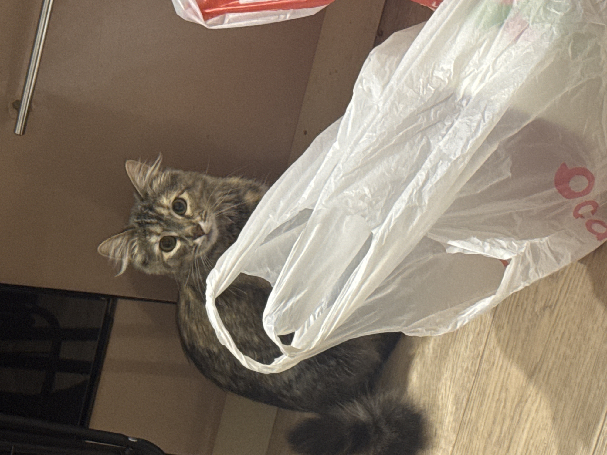 A medium-haired tabby cat sits on a light wood floor next to a crumpled white plastic shopping bag. The cat is facing the camera with its ears perked and eyes wide. The background consists of a dark brown wall and a dark vertical structure on the left. A thin metal rod is mounted horizontally on the wall. A portion of a red and white shopping bag is visible on the right side of the image. The scene is indoors, with artificial lighting. The specific location in Saratov, Russia, cannot be determined from the image.