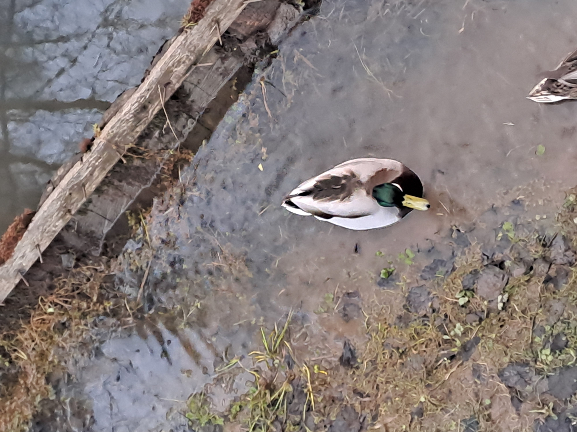The image shows a mallard duck resting on the edge of a muddy bank and water in Vzglyadnevo, Russia. The duck has a green head and yellow bill, and the water is murky with visible plant life. A weathered wooden structure sits along the edge of the water. Another bird, likely of the same species, can be seen slightly out of focus in the water. The surrounding area appears to be a natural, somewhat overgrown environment.