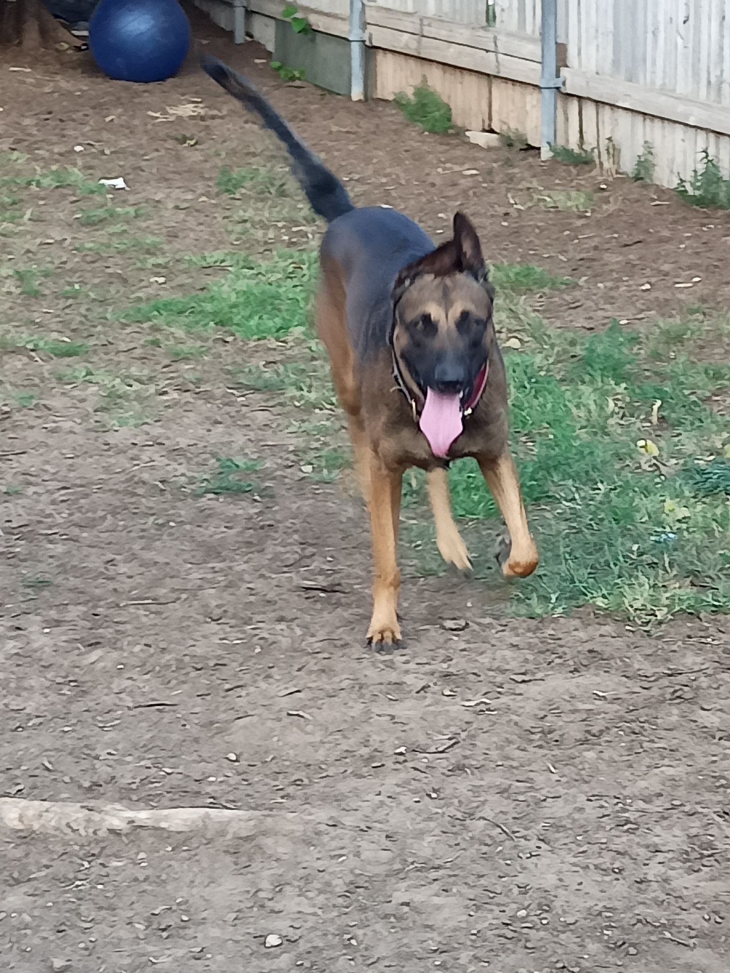 A medium shot shows a German Shepherd dog in motion outdoors, with its tongue hanging out and panting. The dog is mid-stride, with its front left leg raised. The background consists of dry, dusty ground and sparse patches of green grass. In the upper left corner, a large, dark blue exercise ball is visible. Behind the dog and to the right, a wooden fence runs horizontally, and a light-colored pole stands vertically. The overall environment appears to be a dog park or an open, enclosed area for animals. The location is a dog park in Amarillo, United States of America.