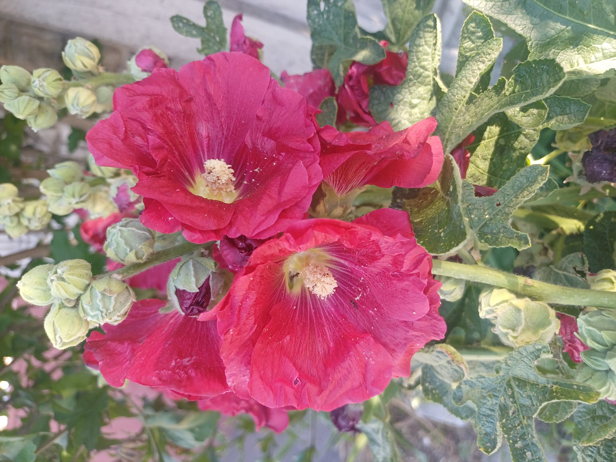 A close-up, eye-level shot captures a cluster of vibrant, fuchsia-colored hollyhock flowers in bloom. The petals of the flowers are ruffled and delicately textured, with a soft, fuzzy appearance. In the center of each open bloom, a bright yellow stamen is visible, dusted with what appears to be pollen. Surrounding the open flowers are several unopened buds, tightly furled and a pale green color, some tipped with dark purple. The leaves of the plant are a deep green, with a slightly rough texture and visible veins. The background is softly blurred, showing hints of other greenery and a light-colored, textured surface, possibly a wall or fence. The lighting suggests it is daytime, with sunlight casting subtle shadows. The scene appears to be an outdoor garden setting in Trypillia, Ukraine.