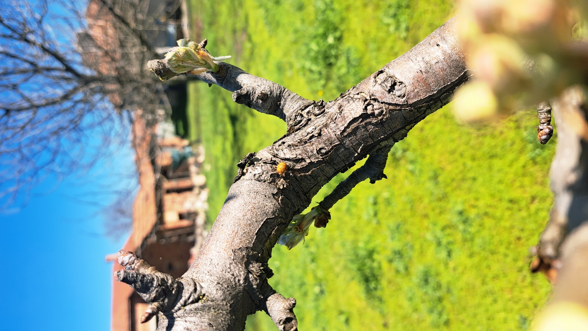 The image shows a close-up of a tree branch with emerging buds in an outdoor setting, likely in the city of Unknown, Unknown. The branch, displaying a rough bark texture, runs diagonally across the frame. Some small leaves or flowers are sprouting from the buds. A small yellow insect, possibly a ladybug, is visible on the branch. In the background, out-of-focus elements include a building with a reddish-brown roof and a green grassy area. The sky is blue and clear.