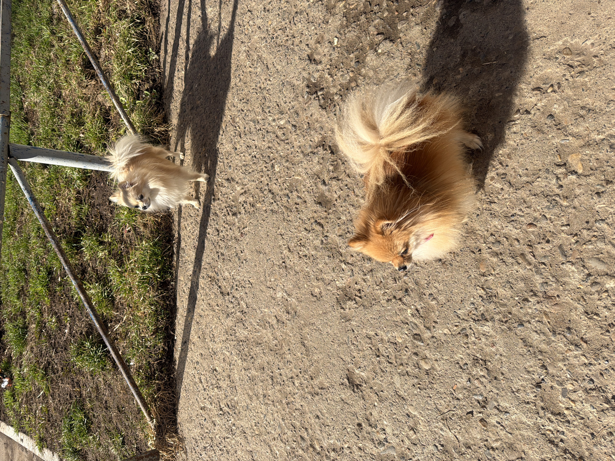 The image shows two small Pomeranian dogs on a paved surface outdoors, likely in Chaikovsky, Russia. One dog is near a grassy area with metal poles, casting a shadow. The other dog is positioned further away on the pavement, also casting a shadow. The pavement appears rough and textured. No people are visible.
