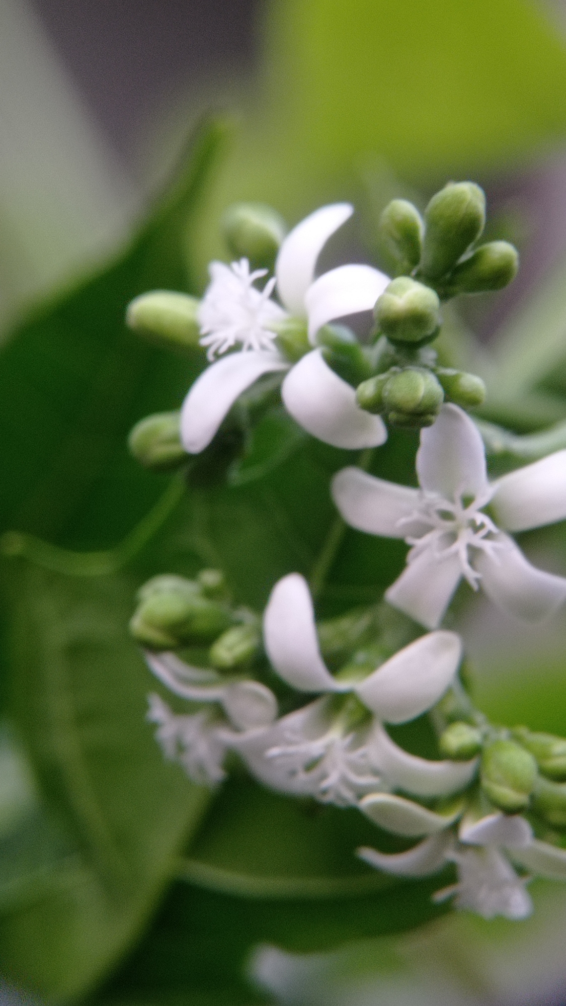 The image is a close-up, macro photograph of a cluster of small white flowers and green buds. The flowers have delicate, star-shaped petals and intricate centers. The buds are small and round, clustered together on slender stems. The background is a soft blur of green foliage, suggesting an outdoor setting. The lighting is soft and natural, highlighting the details of the flowers. The scene appears to be located in Mulyoagung, Indonesia, given the context provided. There are no people or animals present in the image. The focus is entirely on the botanical subject matter.