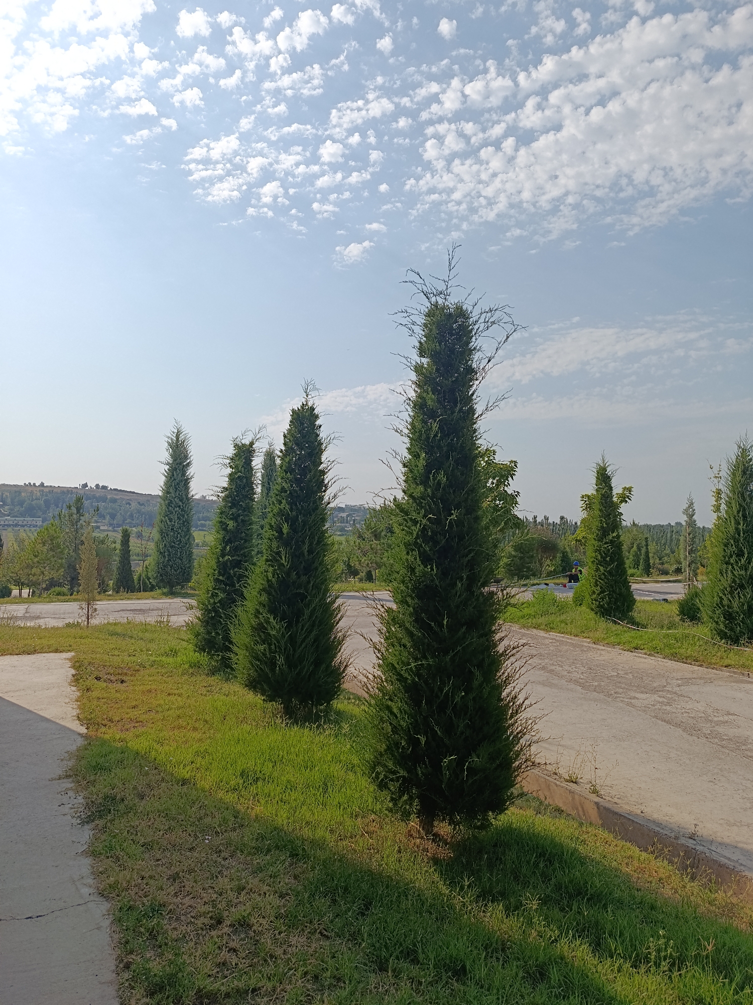 The image depicts a park area with a paved path winding through it. Several tall, conical evergreen trees are prominently featured, standing in neat rows along the grassy edge of the path. In the background, a gentle slope is covered with vegetation and some distant buildings, suggesting a suburban or park setting. The sky above is a clear blue, dotted with scattered, fluffy white clouds. The scene appears to be bathed in the warm light of the sun, casting shadows across the grass. A person wearing a blue shirt and a hard hat is visible in the middle ground, near a white barrier and some construction material, possibly indicating ongoing work or maintenance within the park. The overall impression is one of a well-maintained public space with natural elements.