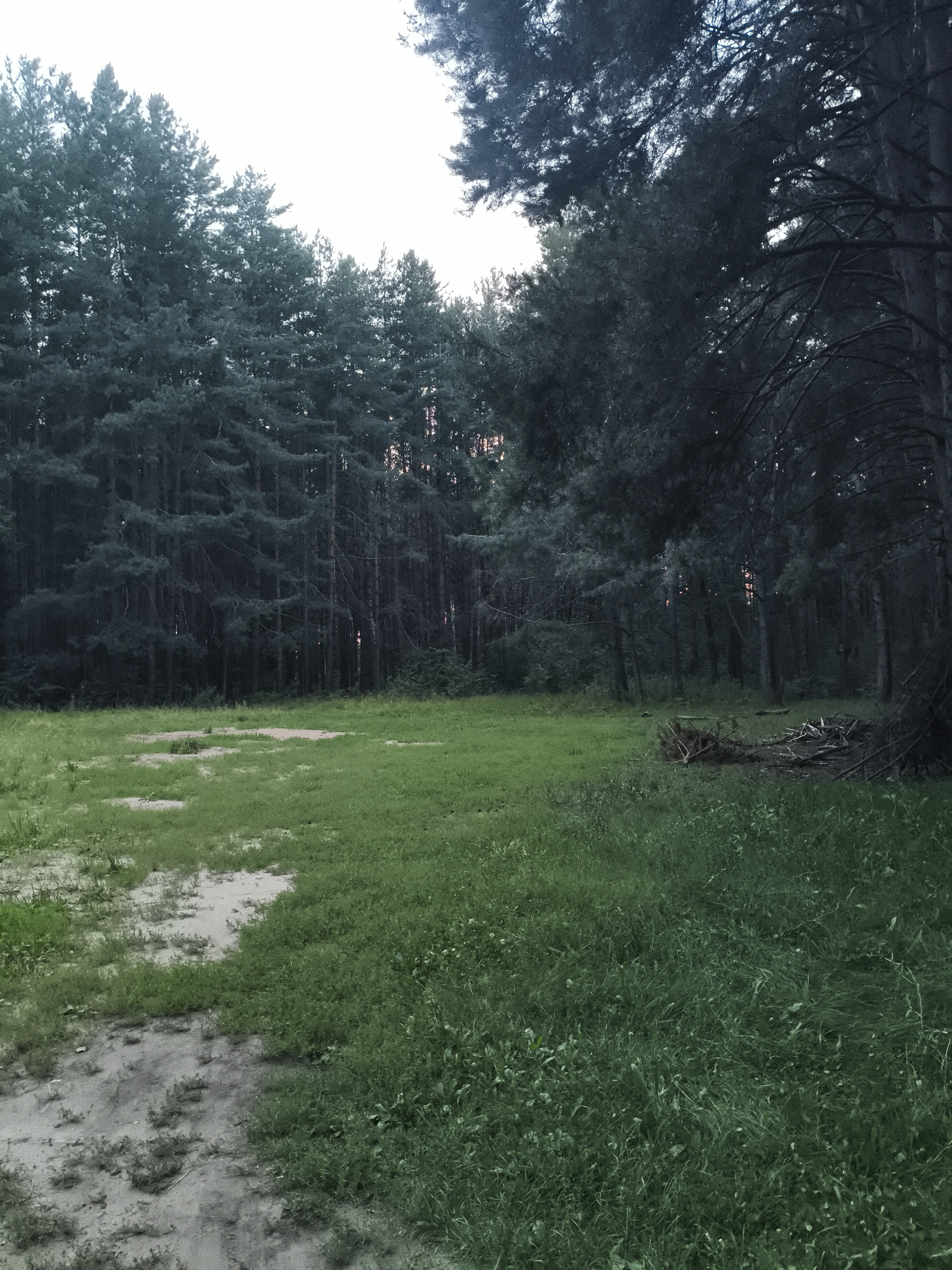The image shows a forest edge with a clearing in the foreground. A dense stand of tall pine trees forms a dark backdrop against a bright, overcast sky. The ground in the clearing is covered in green grass with patches of sandy soil. In the mid-ground, to the right, is a pile of debris, likely branches and logs. The lighting suggests it is either early morning or late evening, with diffused light filtering through the trees. There are no people or animals visible in the scene.
