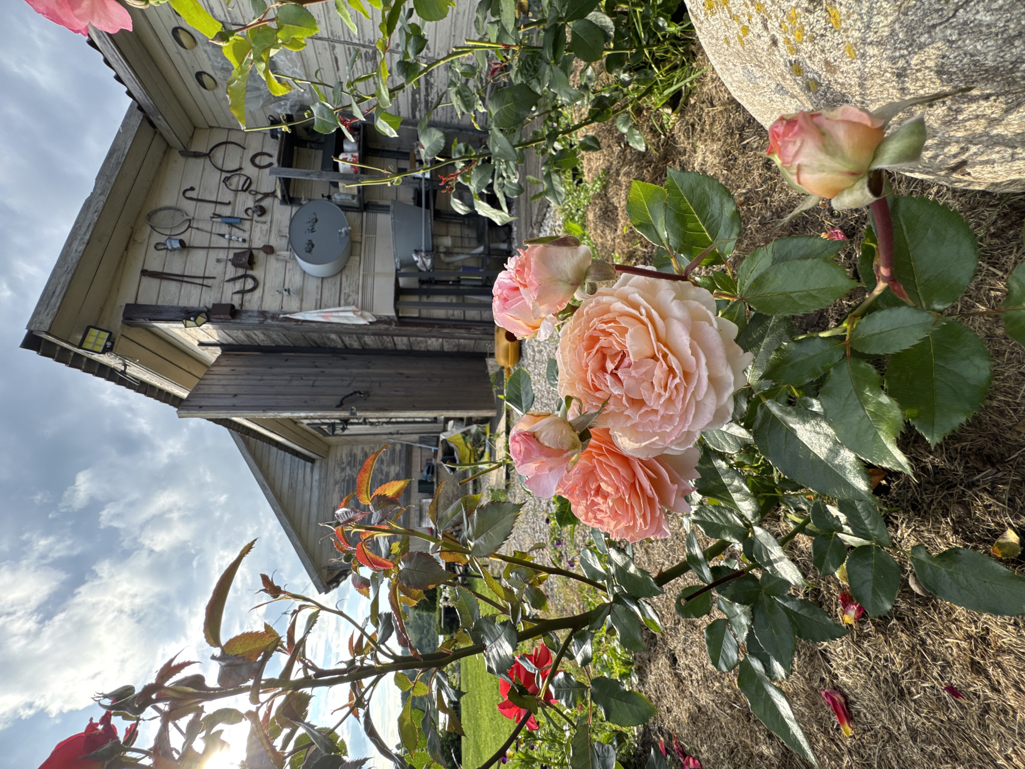 The image depicts a close-up view of garden roses with a weathered wooden building in the background. The roses in the foreground are predominantly pink and peach-colored, with some petals scattered on the mulched ground. The building appears to be a shed or small workshop, with various tools, including horseshoes, hanging on its exterior wall. The sky is visible with scattered clouds and sunlight. The scene is set in a rural or garden environment. There are no people or specific actions depicted. The location is identified as Sitno, Russia.