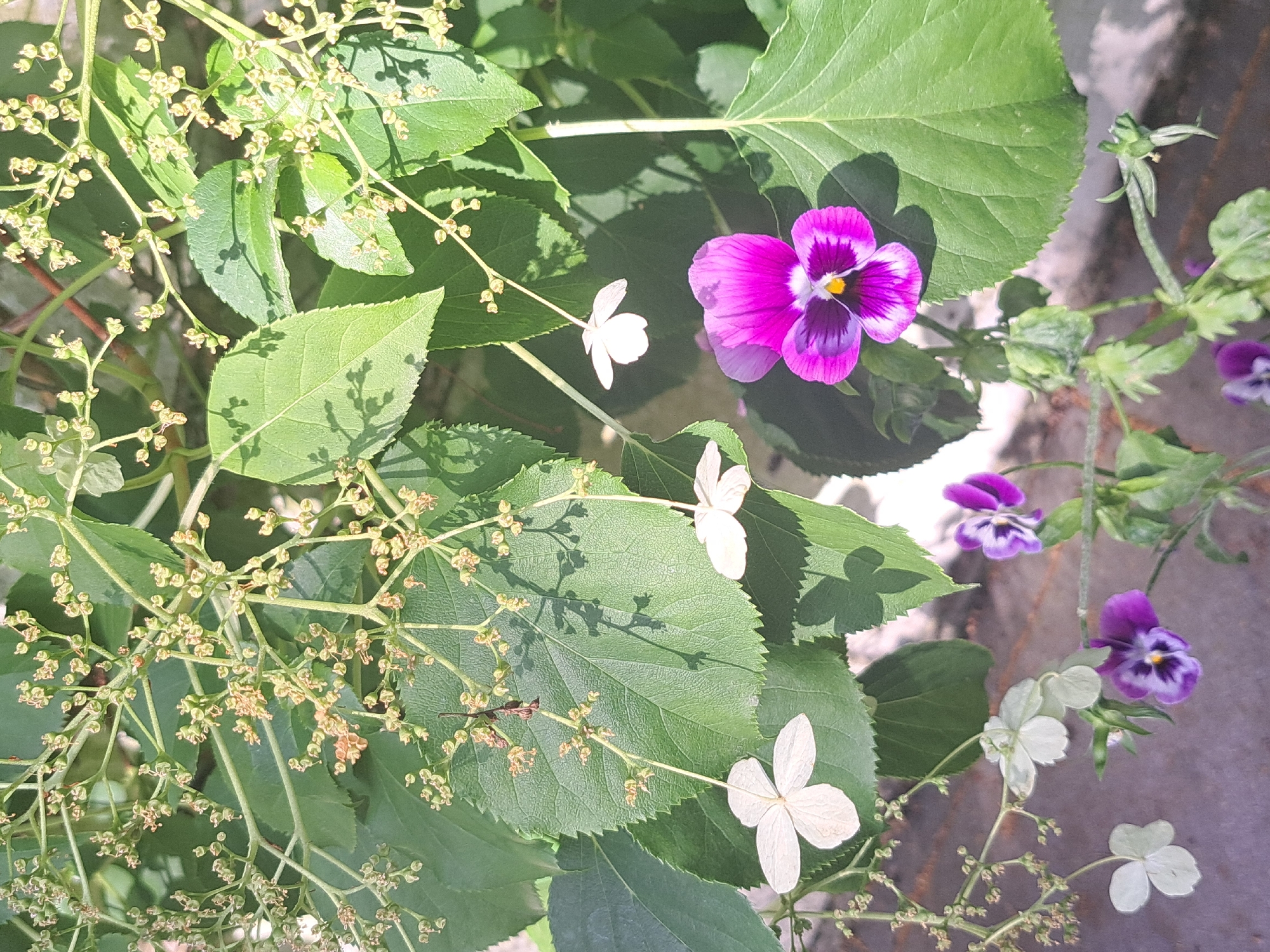 In a natural outdoor setting, green foliage and a variety of flowers are visible. A cluster of small, undeveloped buds on thin stems occupies the upper left portion of the image. Several large green leaves with serrated edges are interspersed with the foliage and buds. Three delicate white flowers with four petals each are also present, two hanging from thin stems and one detached and slightly blurred. A vibrant purple and pink pansy with a yellow center is prominently featured in the lower right quadrant. Additionally, two smaller purple pansies are visible near the bottom of the frame. The ground beneath the plants appears to be a rough, gray surface. The scene is illuminated by natural sunlight, casting shadows on the leaves. There are no people or animals in the image.