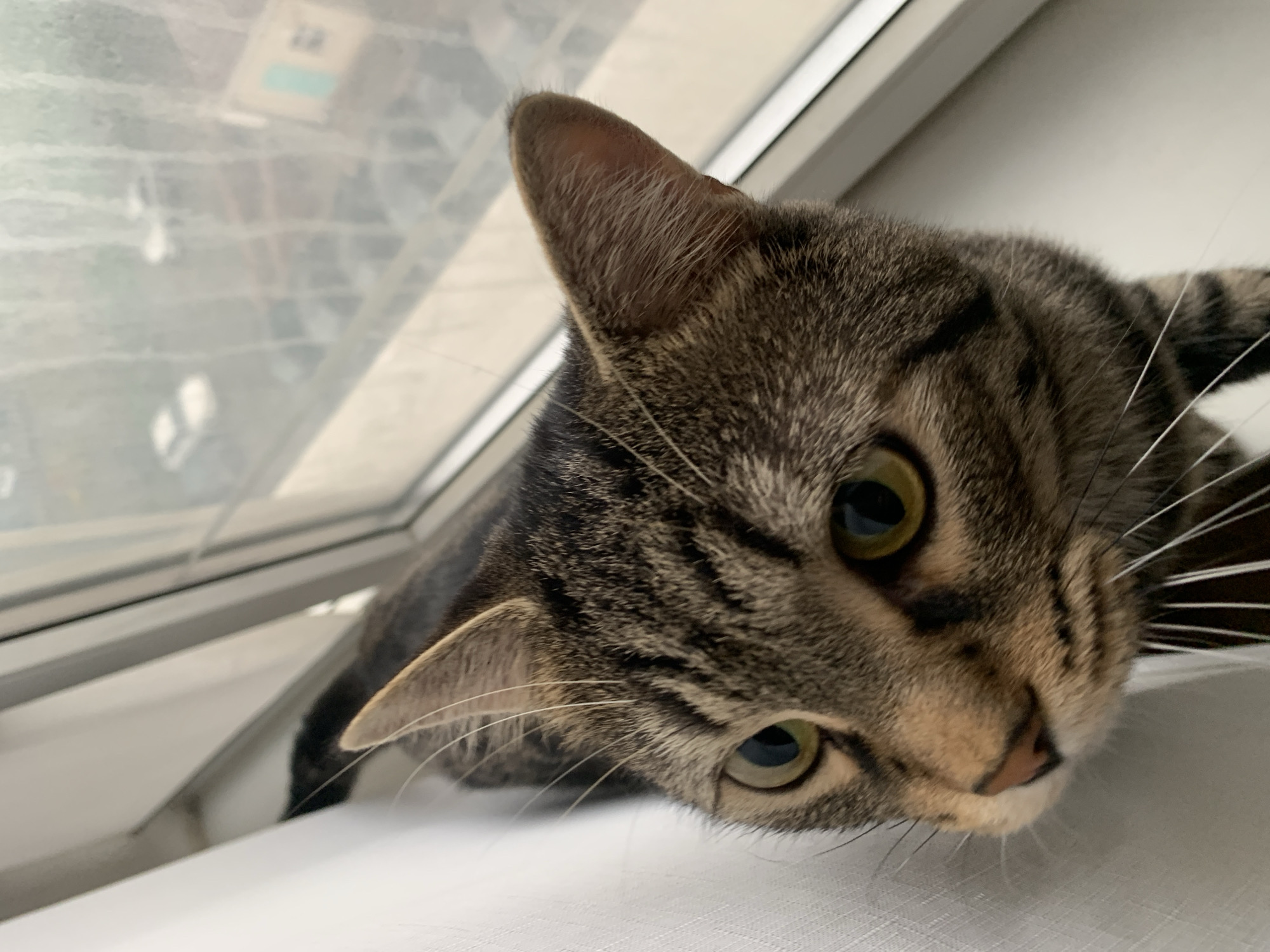 A tabby cat rests on a white surface near a window. The cat's head is tilted to the right, and it looks up at the camera. One ear is erect and another is bent back a bit. The background shows a blurry cityscape of Unknown, Unknown, visible through the window.
