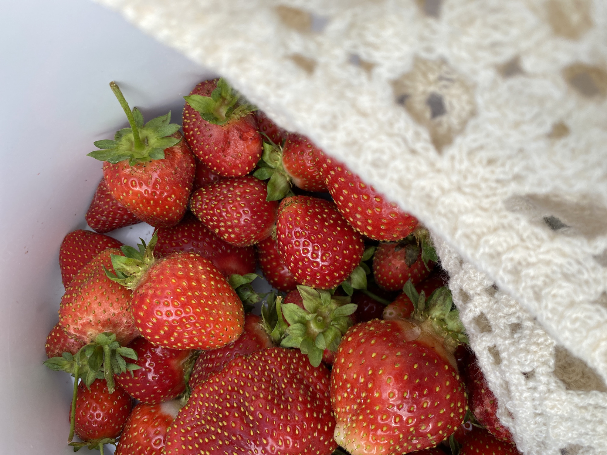 This is a close-up, eye-level, indoor shot of a bucket filled with ripe strawberries. The strawberries are a vibrant red, with visible yellow seeds. Some have green tops and stems. The bucket is white and appears to be made of plastic. A portion of a cream-colored crocheted fabric is draped over the strawberries, obscuring some of them. The background is out of focus, suggesting a shallow depth of field. The lighting appears to be natural, possibly from a window, casting soft light on the fruit. There is no visible text in the image. The scene is domestic and suggests a harvest or preparation for consumption. Given the location context of Foteni, Russia, this could be a representation of summer fruit gathering in the region.