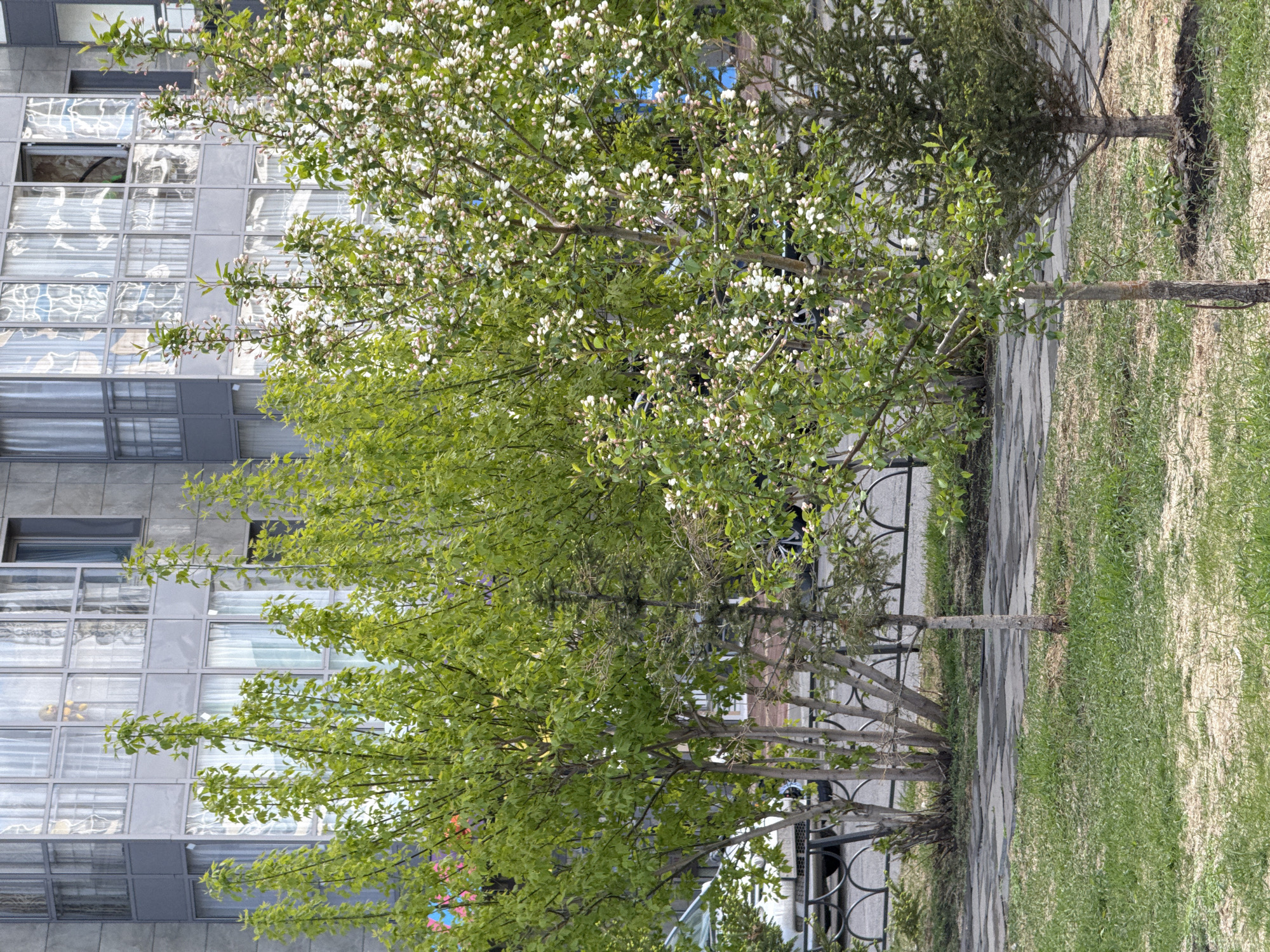 The image shows a row of trees lining a sidewalk in Krasnoyarsk, Russia. To the left of the trees is a modern building with large, multi-paned windows, some of which are open. The trees vary in foliage, with some in full bloom with white flowers and others displaying new green leaves. A wrought iron fence runs parallel to the trees and the sidewalk. The ground cover is a mix of grass and paving stones.