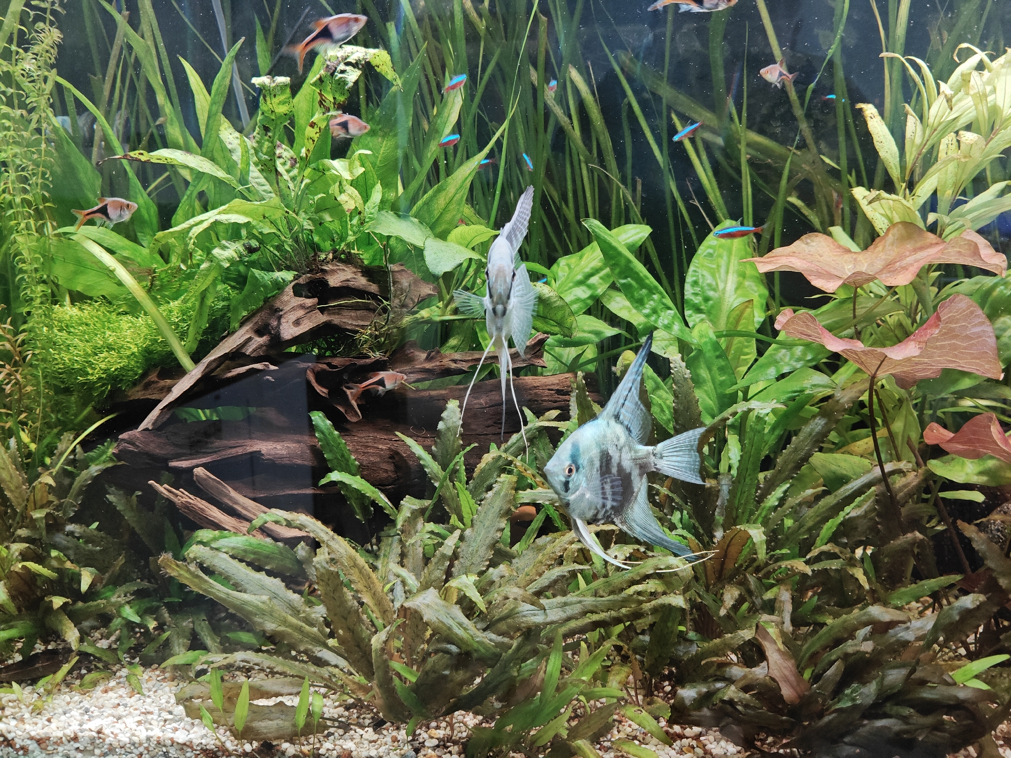 The image displays an underwater scene within an aquarium. The aquarium is densely populated with various aquatic plants, primarily green and some reddish-brown varieties. Several small fish are visible, including angelfish with distinctive striped patterns and smaller, brightly colored neon tetras. There are also some fish with orange and black markings. The aquarium floor is covered with small, light-colored gravel. The background is a dark, blurry expanse, suggesting the aquarium is positioned against a wall or dark background. The scene appears to be a well-maintained freshwater aquarium, likely intended for ornamental purposes. There is no indication of human presence, actions, or interactions within the image, nor any elements that would suggest a specific location in Süpplingen, Germany.