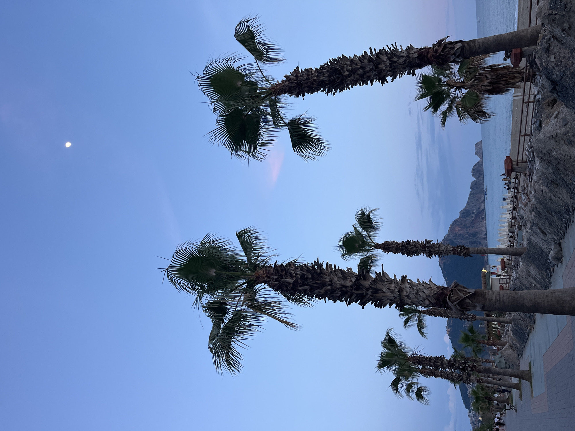 The image shows a row of palm trees along a paved walkway near the coast in Alanya, Turkey. In the background, there is a view of the sea, a rocky coastline, and a mountain. On the far right, there appears to be a beach with sun umbrellas and possibly people. In the sky, a small, faint moon is visible. The lighting suggests it is either dusk or dawn. The image is rotated 90 degrees counter-clockwise.