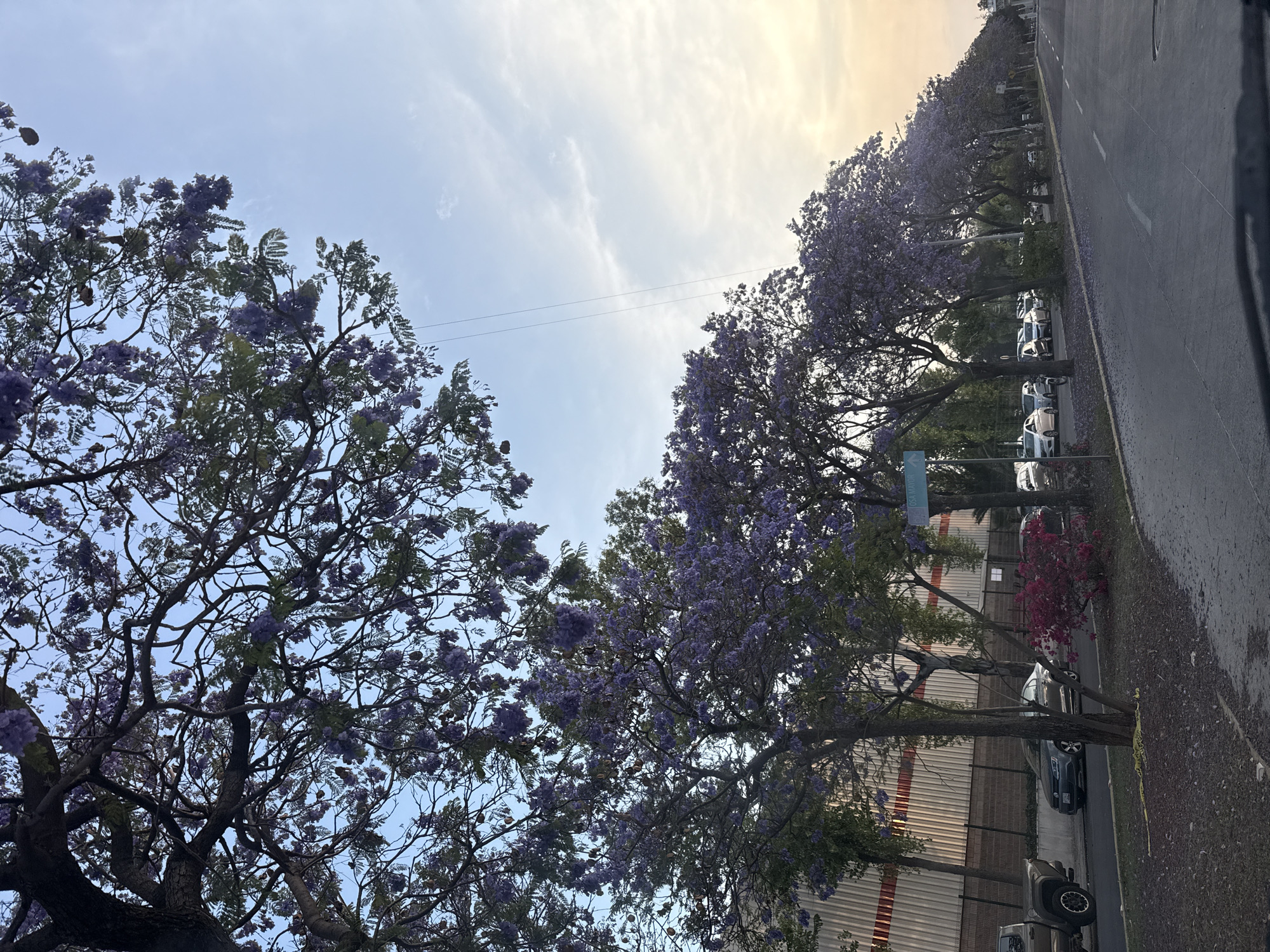 The image shows a street scene in Puebla, Mexico, bordered by jacaranda trees in full bloom. The trees' purple blossoms line the street and fill the frame, creating a canopy effect. Parked cars can be seen lining the street along a high wall. The sky above is light blue with patches of wispy clouds. The horizon has a yellow tinge, suggesting either sunrise or sunset. Overhead, power lines stretch across the open sky.