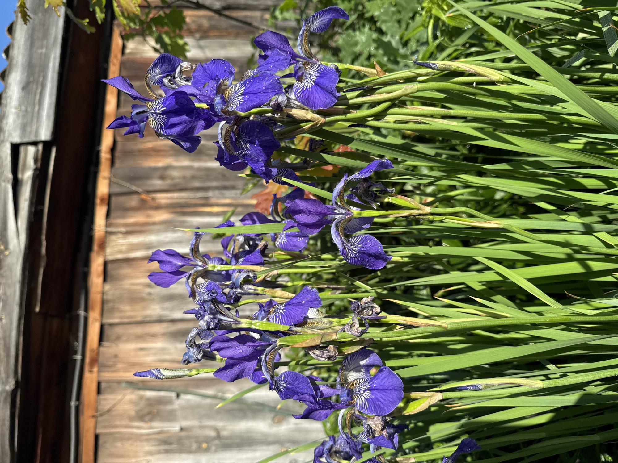 A close-up, eye-level shot focuses on a cluster of blooming purple irises in full sun. The flowers are vibrant, with delicate white markings on their petals, and some appear to have water droplets on them. They stand tall on thick green stems, surrounded by lush, green sword-like leaves. In the background, a weathered wooden fence with horizontal planks creates a rustic backdrop. The fence shows signs of age, with some gaps and a rough texture. Above the fence, a sliver of clear blue sky is visible. The overall scene suggests a garden setting, possibly in a rural or suburban area. There are no people or animals present in the image. The location is identified as Urazovo, Russia.