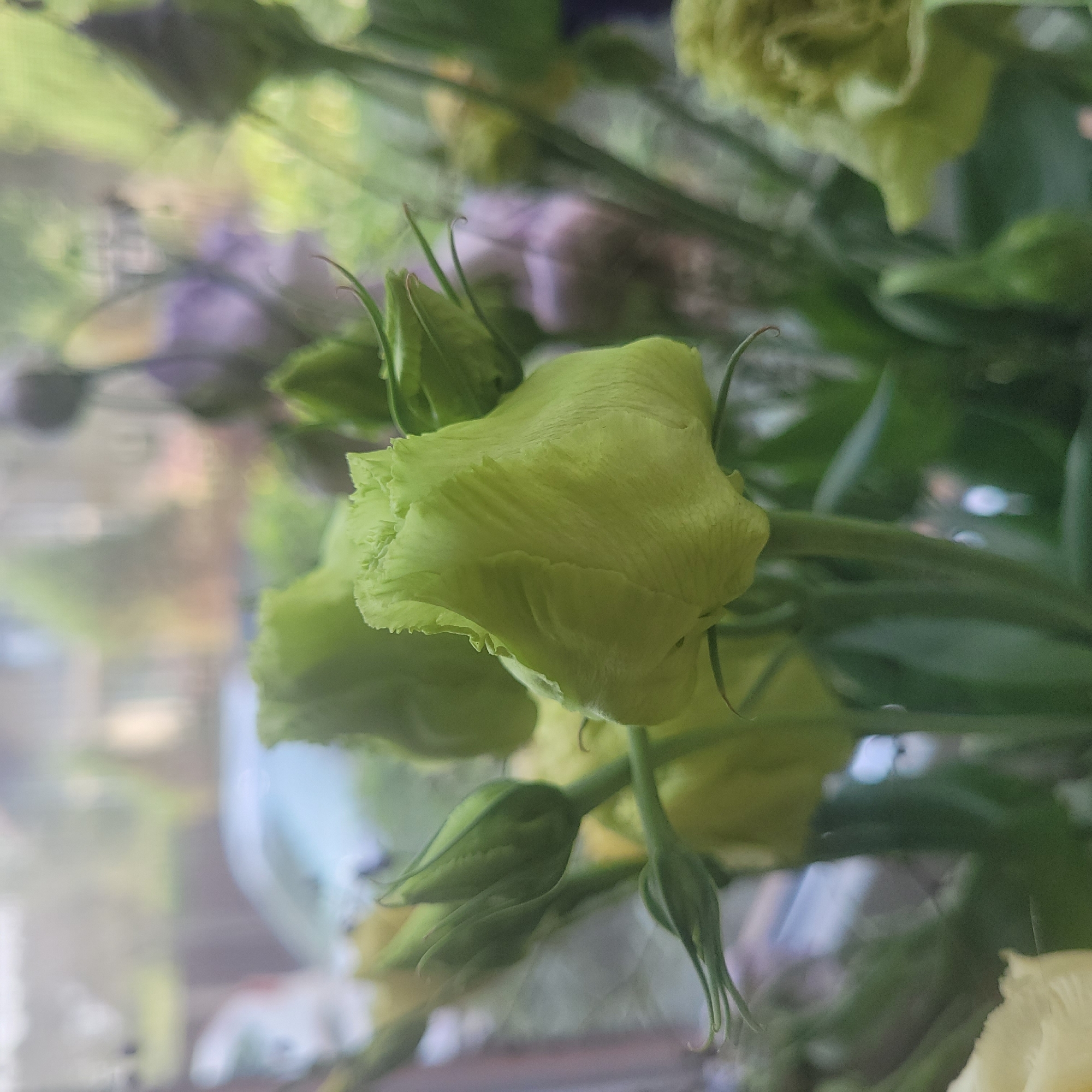 A close-up, shallow depth of field photograph captures a bouquet of green flowers and buds, some partially open. The focus is on the textured petals of a light green bud in the foreground, which appears to be the largest and most fully formed bloom. Several smaller, tightly closed green buds are visible behind and to the left of the main bud. The background is softly blurred, suggesting an indoor setting with a window view. Through the window, faint hints of outdoor scenery are visible, including what appears to be a car and some foliage, rendered in muted colors. No people or animals are present in the frame. The overall impression is one of delicate floral beauty with a soft, ethereal quality due to the shallow focus and diffused lighting. This image could have been taken in a private residence or a flower shop in Jūrmala, Latvia, given the subtle hints of urban or suburban elements in the blurred background.