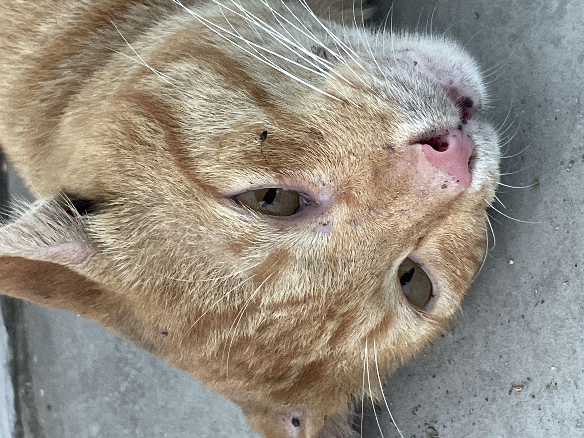 The image shows a close-up of an orange tabby cat's face, lying on a grey concrete surface. The cat's eyes are open, with one visible eye appearing yellow-brown and the other partially obscured. Its nose is pink, with some dark spots around the muzzle. Small black specks, possibly debris or insects, are visible on the cat's fur and face, including near its eye and on its ear. The concrete surface is textured and appears slightly gritty, with a few small green specks that might be blades of grass. The overall lighting suggests an outdoor setting. This image was captured in Davao City, Philippines, though the specific location within the city is not identifiable from the visual information provided.