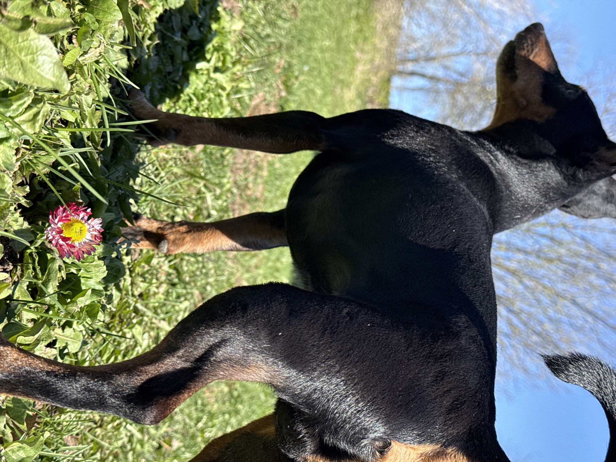 The image shows a black and tan dog lying in grass. The dog is positioned horizontally, with its head facing towards the top right and its tail curving towards the bottom right of the frame. The dog appears to be outdoors on a sunny day. The background consists of grass, leaves and a pink and yellow flower. The scene is not in Rosstani, Russia.