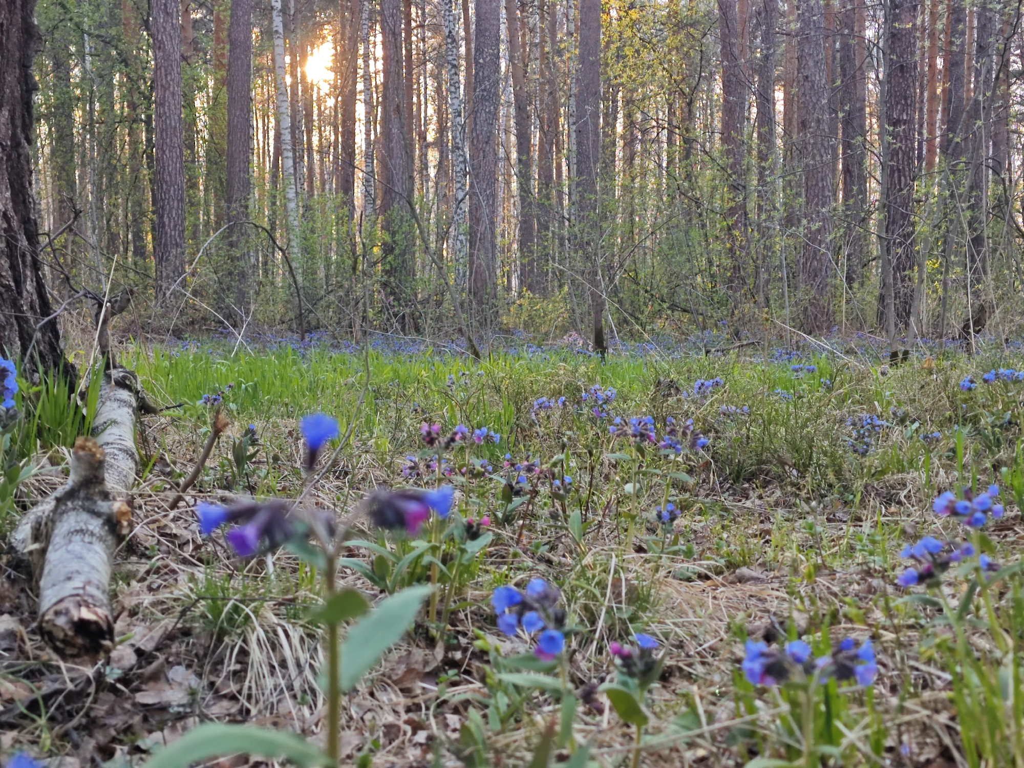 The image captures a forest scene in Yekaterinburg, Russia, featuring a ground cover of blue and purple flowers interspersed with grass and dry leaves. The background consists of tall trees, including both birch and pine species. Sunlight filters through the trees in the distance, creating a bright area. A fallen branch lies in the lower left corner. There are no visible people or interactions in the frame.