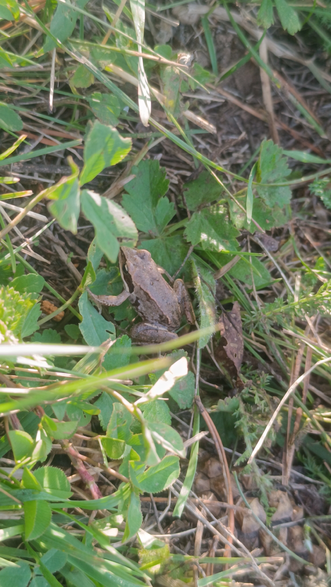 The image displays two brown frogs camouflaged amongst dry grass, twigs, and green foliage. One frog is positioned in the center-right of the frame, facing left with its body slightly turned. Its skin appears textured, and its eyes are visible. To its right, a second, smaller frog is partially obscured by the vegetation, facing away from the viewer. The environment is a natural, outdoor setting, likely a field or forest floor. There is no indication of the city of Karsha, Russia, or any human activity.