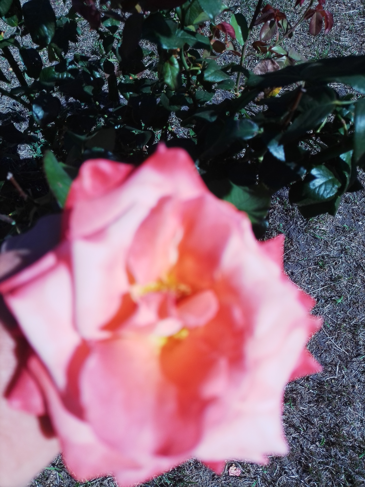 A close-up, slightly blurred shot of a pink rose is the main subject, positioned centrally and occupying a significant portion of the frame. The rose appears to be in full bloom, with its petals unfurling. Behind the rose, out of focus, are dark green leaves and branches, suggesting it is part of a rose bush. The background is further composed of dry grass and soil, indicating an outdoor setting, likely a garden or park. The lighting suggests it is daytime, with shadows cast by the leaves and possibly the rose itself. The image appears to have been taken in Romodan, Ukraine, a small town in the Poltava Oblast.