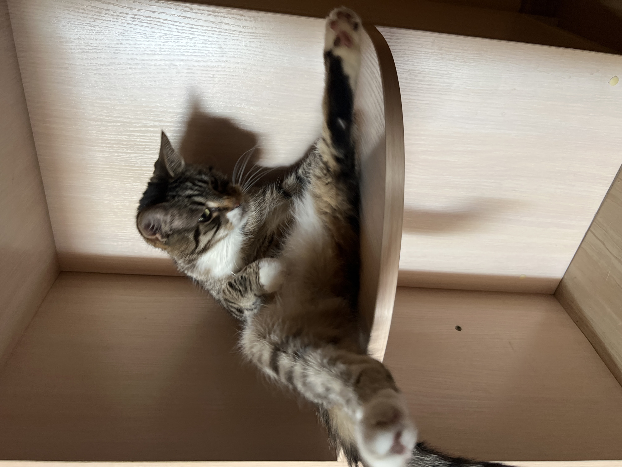 A tabby cat is sitting on a shelf in a wooden closet. The cat is facing to the right, with its front paws crossed and its hind legs spread apart. Its tail is wrapped around its body. The shelf is made of light-colored wood and has a curved edge. The closet is also made of light-colored wood and has a textured finish. There is a shadow of the cat on the back wall of the closet. The image was taken in Vasylkiv, Ukraine.