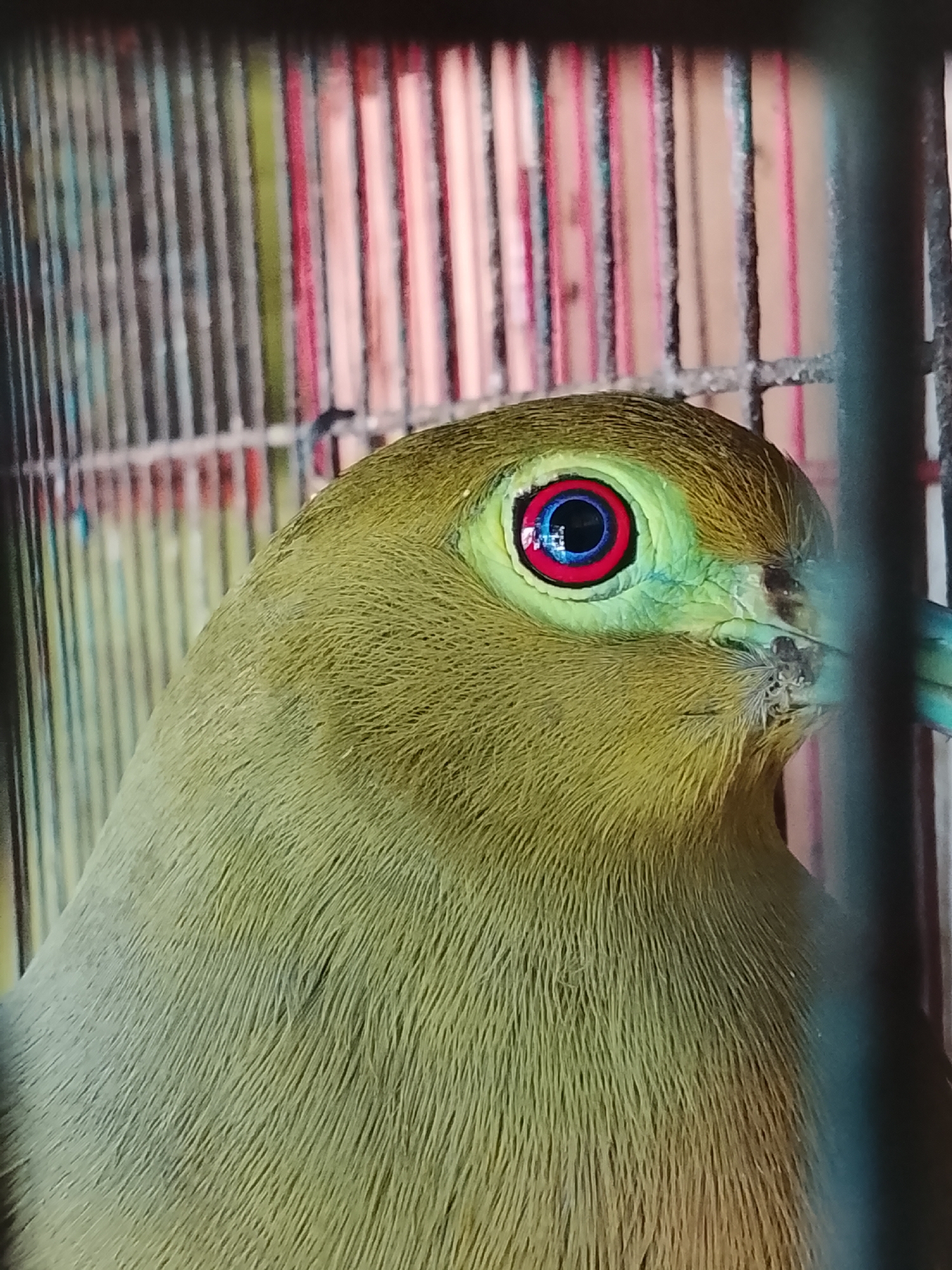 A close-up, portrait-oriented shot focuses on the head of a small, olive-green bird inside a cage. The bird's eye is prominent, featuring a striking concentric pattern of blue, red, and black. Its beak appears bluish-green, and there are some flecks of dirt or debris around it. The background consists of the cage bars and a blurred colorful surface, possibly part of the cage interior or a backdrop, with vertical stripes of red, green, and off-white. The image is taken from a low angle, emphasizing the bird's eye. The location is specified as Kuta Trieng, Indonesia.