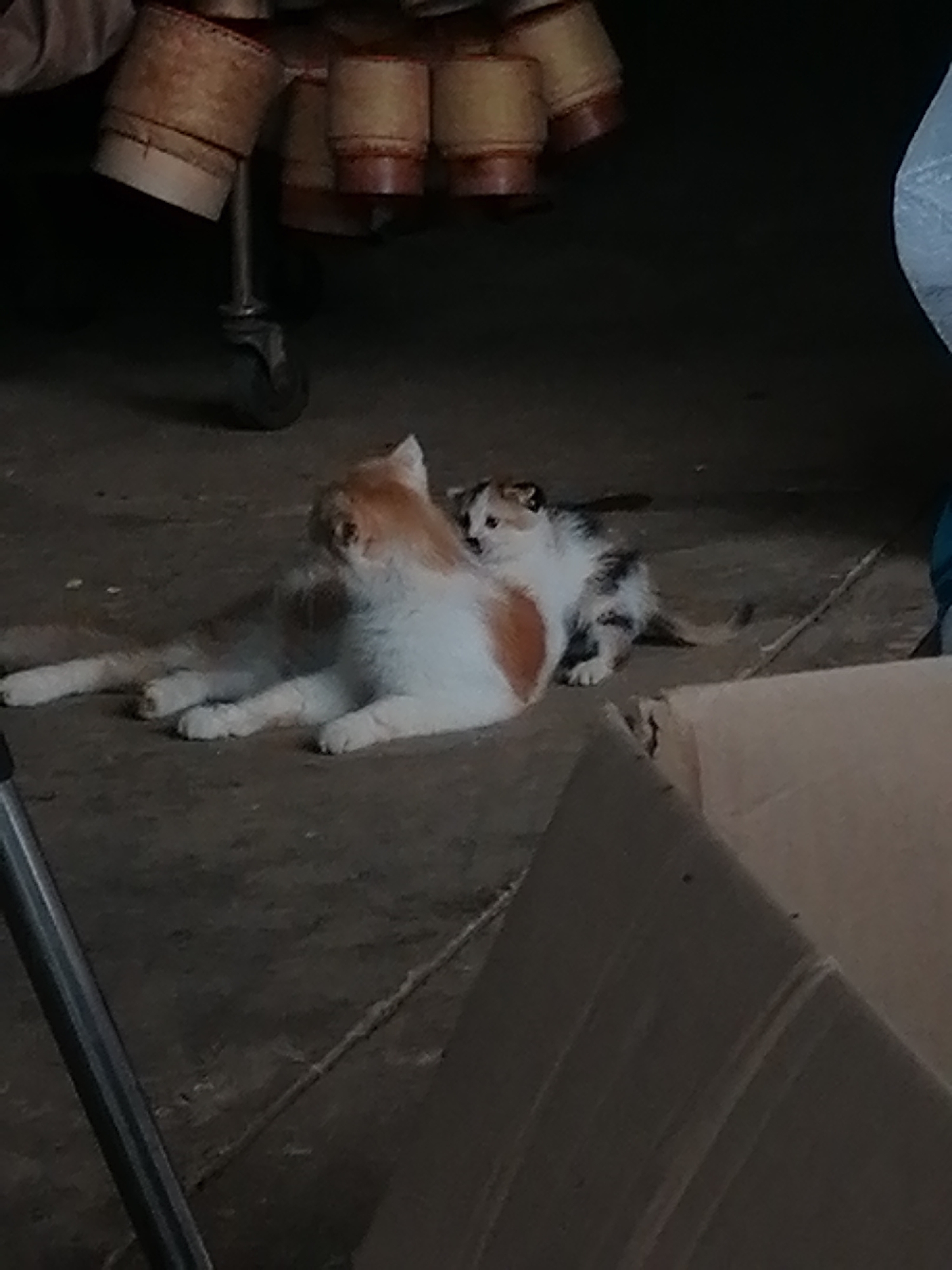 In a dimly lit, outdoor area with a concrete floor, two cats are present. One cat, larger and predominantly white with orange markings, is lying down. Beside it, a smaller kitten with patches of white, orange, and black is nestled against the larger cat. The background features blurry elements, including what appears to be a cart with cylindrical objects and a portion of a cardboard box. The setting suggests an urban or semi-urban environment, possibly in Bo Y, Vietnam, given the provided context.