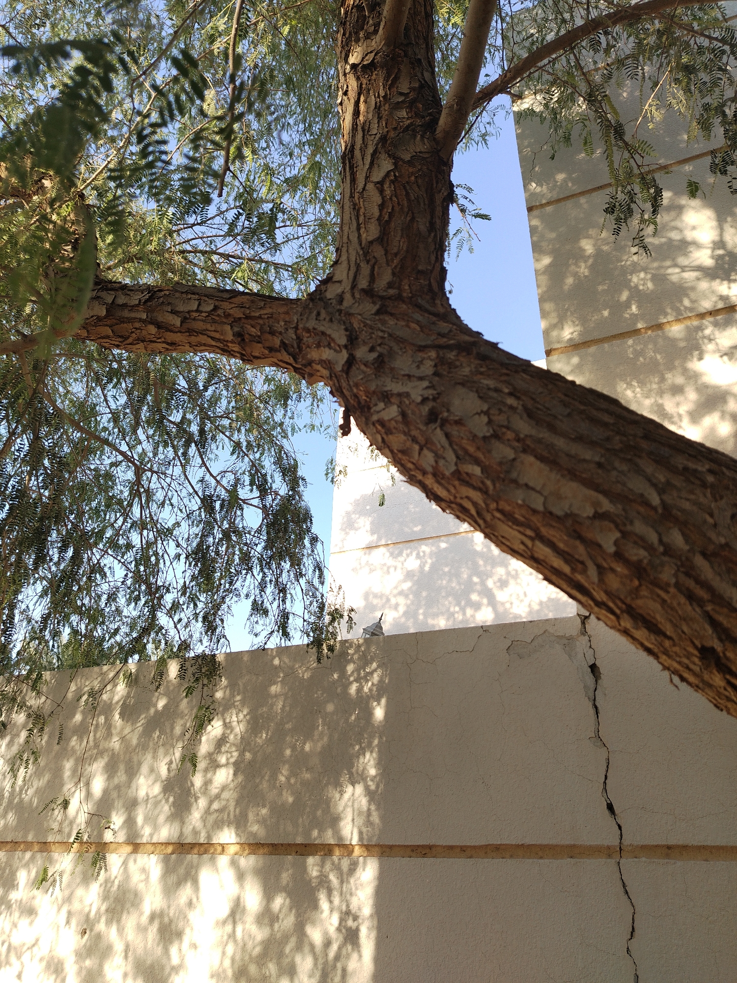 A tree trunk and branches extend toward a concrete wall. The wall shows signs of cracking and is colored with light and shadow patterns. The leaves of the tree are visible against the blue sky. The scene is located in Al Mas'oudi, United Arab Emirates.