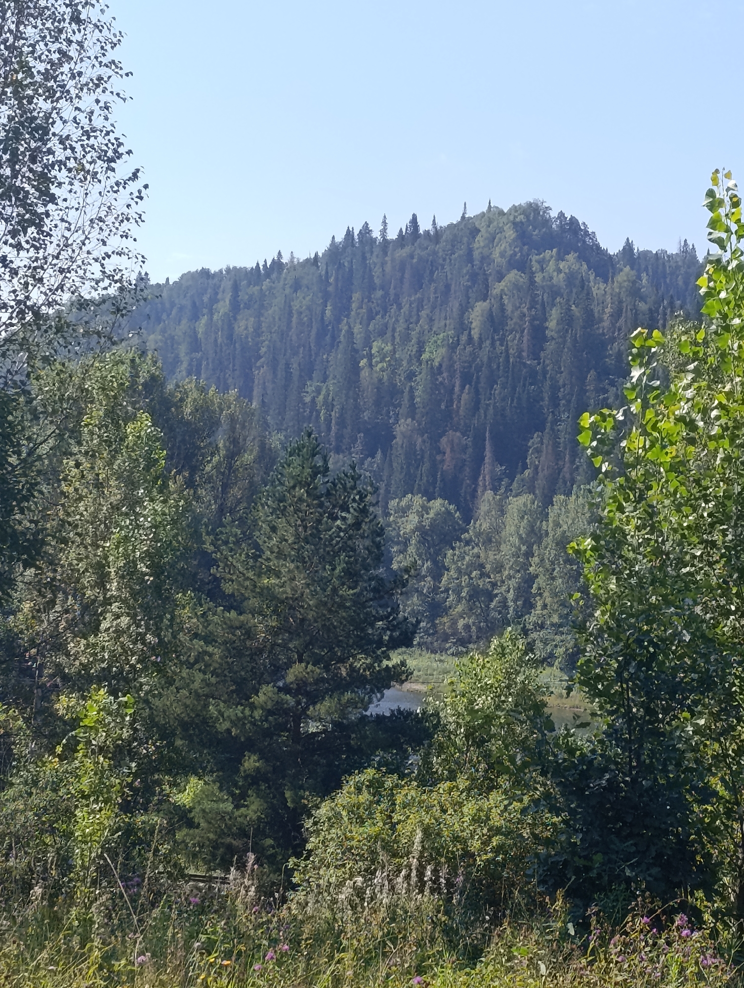 The image shows a sunlit, hilly landscape dominated by dense forest. In the foreground, a variety of green trees, including pine and deciduous trees, are visible. The lower part of the image features tall grasses and wildflowers, some with purple and yellow blooms. A body of water, possibly a river or lake, is partially visible through a gap in the trees in the mid-ground. Beyond the trees, a large hill covered in a vast expanse of dark green coniferous forest rises towards a clear, pale blue sky. The overall impression is of a natural, undisturbed environment. The image does not contain any people or discernible man-made structures, and therefore cannot be located in a specific city.