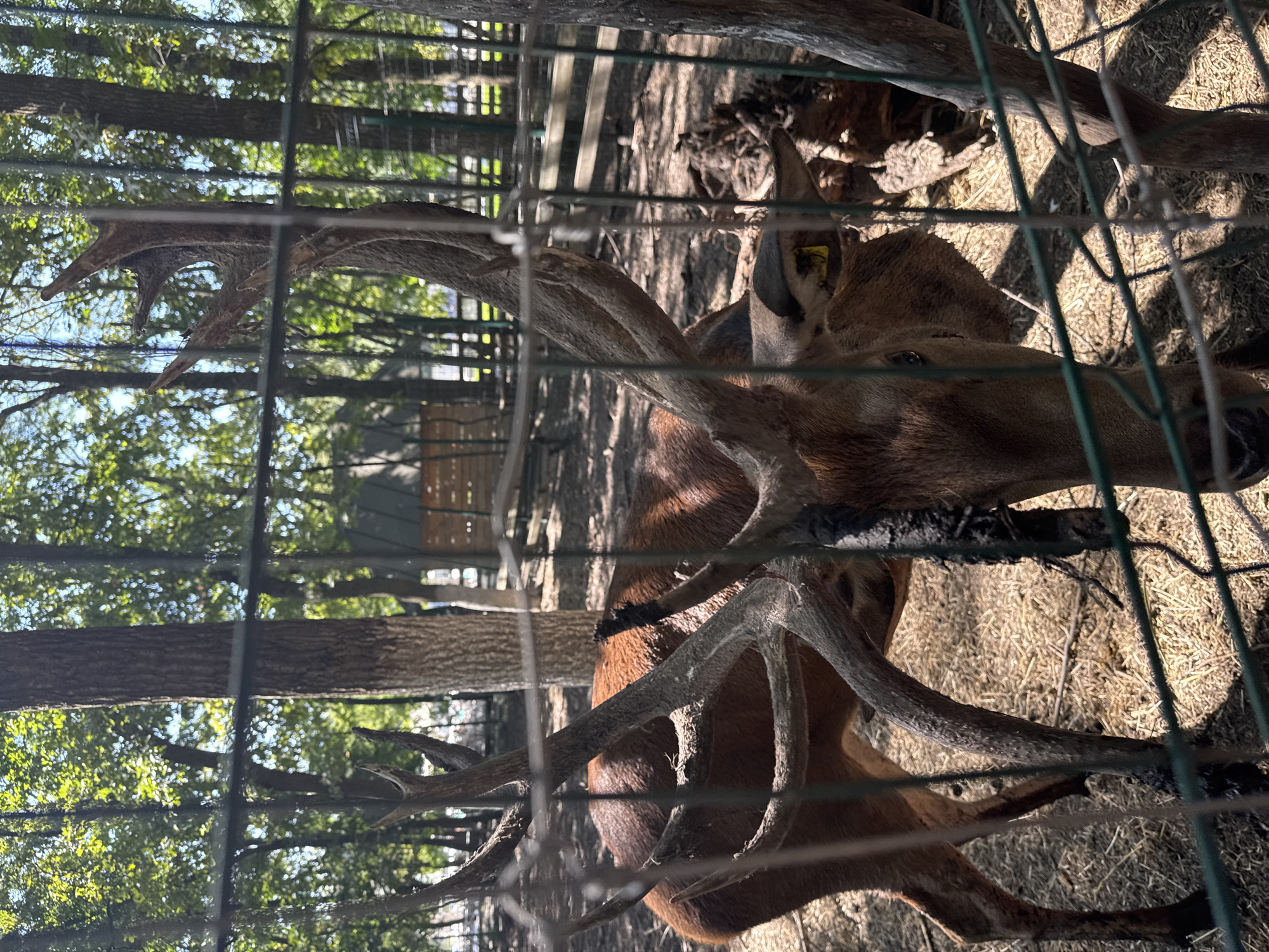 An adult deer with large antlers is standing in an enclosure with a wire fence in the foreground. The deer is brown with lighter brown fur on its underside. Its antlers are thick and branched. The enclosure is covered with straw and there are trees and a wooden structure in the background. The image appears to have been taken outdoors on a sunny day. The location is Orlivshchyna, Ukraine.