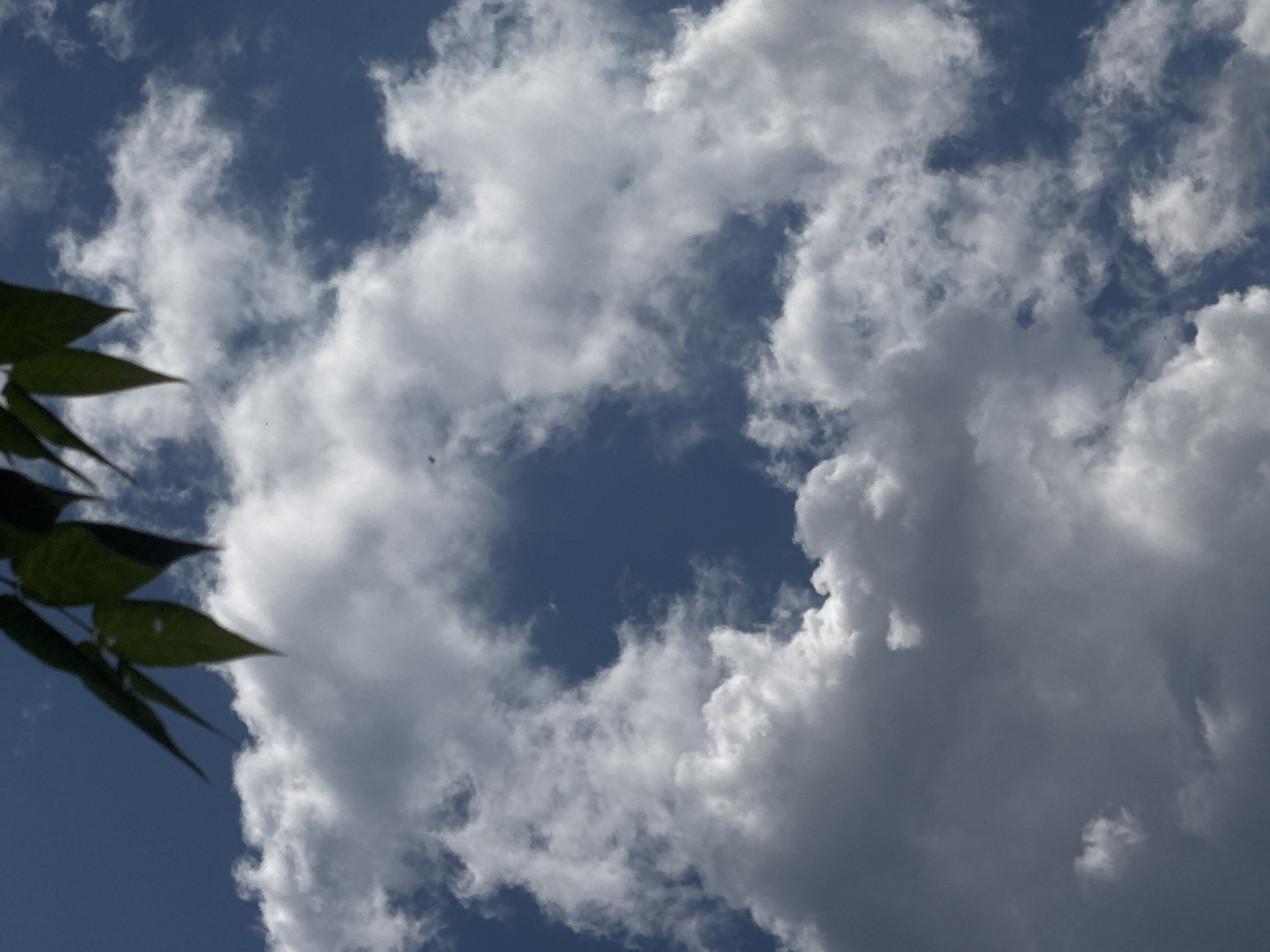 This is a medium shot, low-angle photograph of a blue sky filled with fluffy white and grey clouds. In the lower left corner, a cluster of dark green leaves from a tree extends into the frame, partially obscuring the sky. The leaves are out of focus, suggesting they are closer to the camera. The clouds vary in density and texture, with some appearing bright and sunlit while others are darker and more shadowed. The overall impression is of a partly cloudy day. The image captures a natural scene, likely outdoors, with the sky and foliage as the primary subjects. No people, objects, text, or specific activities are visible. The lighting suggests it is daytime, with sunlight illuminating the clouds. The location context provided is Sofia, Bulgaria, but there are no visual cues within the image to confirm this specific location.