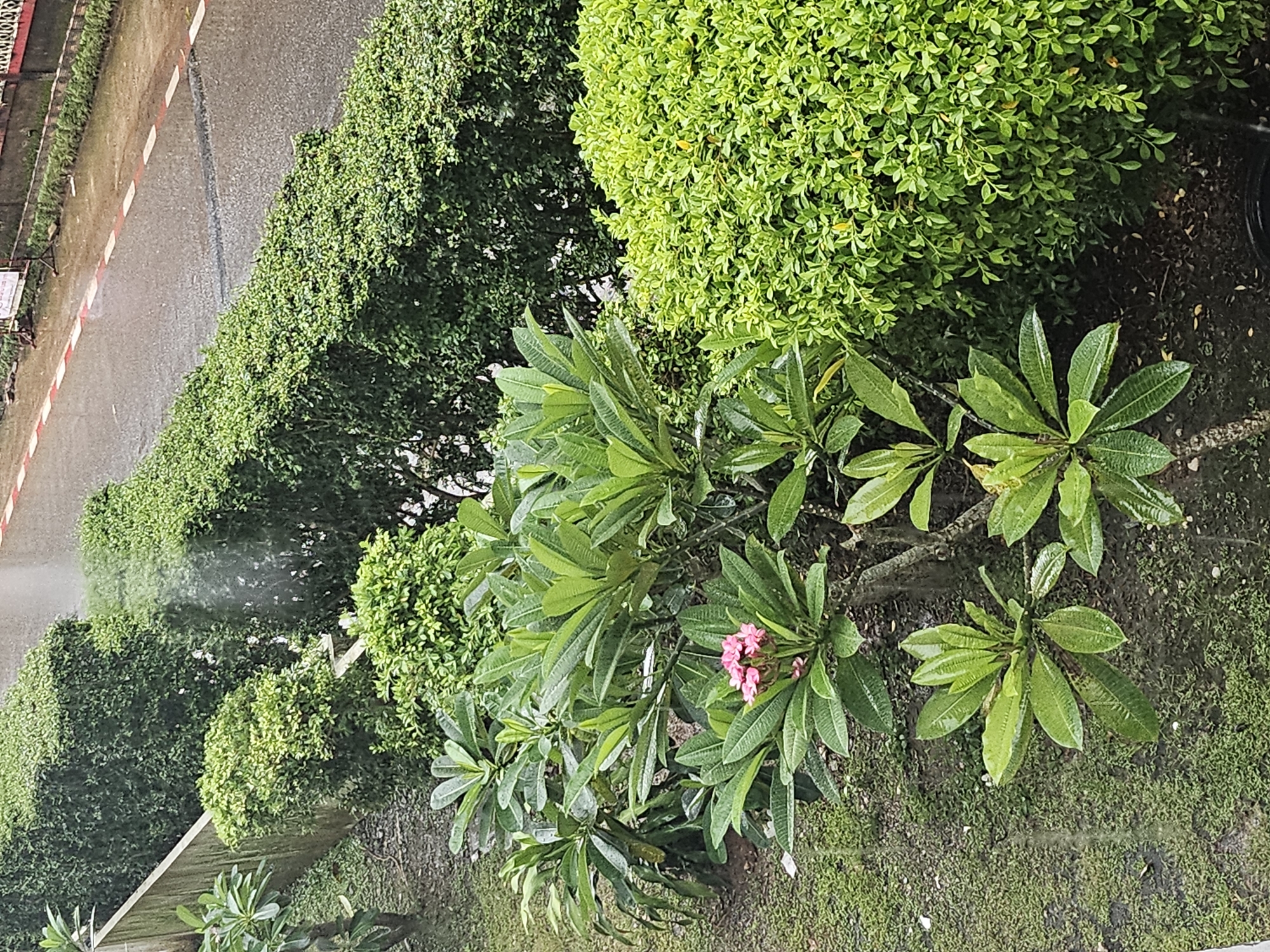 The image depicts a lush, green garden scene on a rainy day, with a road visible in the background. In the foreground, several plants with large, waxy leaves are present, some of which appear to be frangipani trees, one bearing a cluster of pink flowers. A neatly trimmed hedge forms a boundary to the garden, separating it from a wet asphalt road. The road has a distinctive red and white dashed line marking its edge. Rain is visible falling, creating streaks in the air and a wet sheen on the plants and road surface. The overall impression is one of a well-maintained garden in a tropical setting experiencing inclement weather. The scene is set in Kathu, Thailand, a region known for its tropical climate and vibrant greenery.