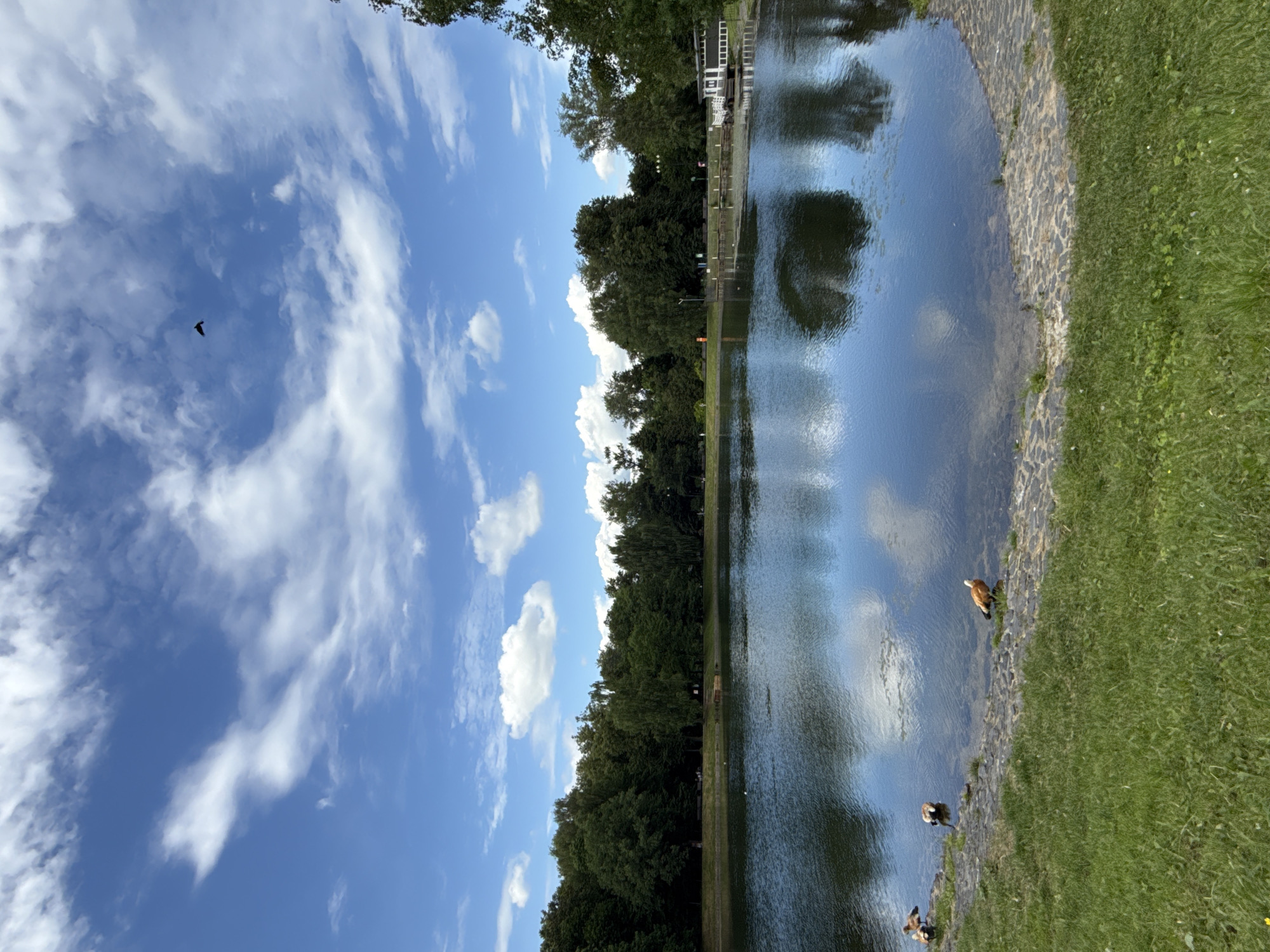 The image depicts a serene natural scene at a park in Moscow, Russia. The foreground is dominated by lush green grass, leading to a paved stone embankment that borders a tranquil body of water. Several ruddy shelducks are visible along the water's edge, some standing and others appearing to be drinking. The water reflects the bright blue sky, which is adorned with scattered white clouds. A distant treeline of dense, dark green foliage forms the backdrop, suggesting a wooded area. On the right side of the water, a white building with a dark roof is visible, possibly a boathouse or recreational facility. A single bird is seen in flight against the expansive sky. The overall impression is one of a peaceful, natural environment within an urban setting.