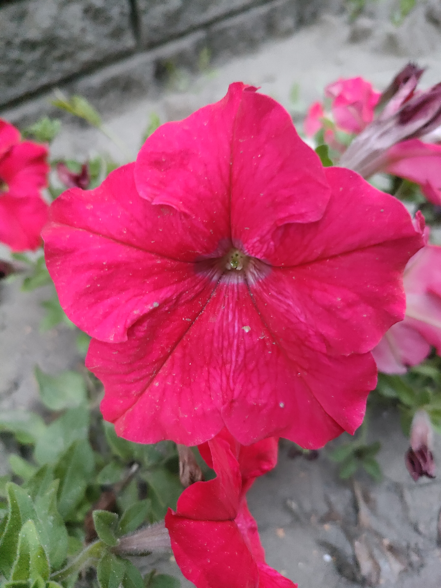 A close-up, vertical shot showcases a vibrant magenta petunia flower in full bloom. The flower's five broad petals, exhibiting delicate veins, form a star-like shape, with a slightly darker, almost purplish hue at its center. The petals are slightly ruffled at the edges, and a fine dusting of pollen or fine debris is visible on their surface. Partially obscured by the main bloom, other petunia flowers in varying shades of pink and magenta, along with green foliage, form a soft, out-of-focus background. The ground beneath appears to be a mix of sand and small stones, with a blurred, grey concrete-like structure visible in the upper portion of the frame. The lighting suggests an outdoor setting, possibly a garden or flowerbed.