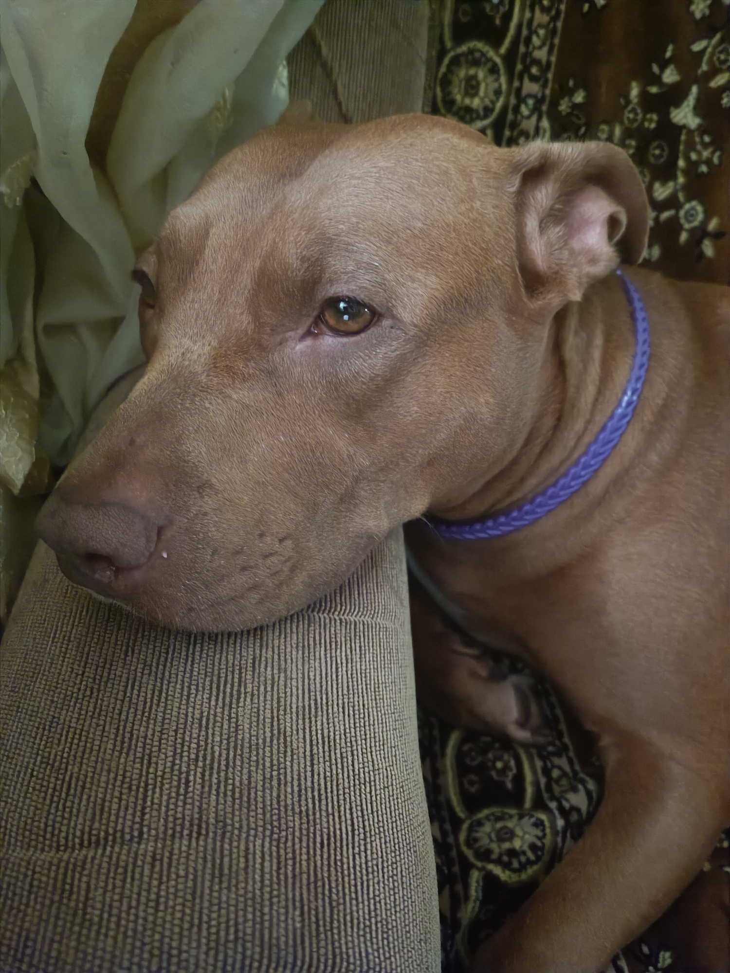 A close-up, eye-level shot captures a medium-sized dog, likely a pit bull mix, resting its head on a ribbed, neutral-colored cushion. The dog has short, light brown fur, and its large, expressive brown eye is looking slightly off-camera. A thin, braided purple collar is visible around its neck. The background consists of draped, sheer beige fabric on the left and a dark, patterned rug on the right. The lighting is soft, suggesting an indoor setting. There is no indication of Zaporizhzhia, Ukraine, or any specific urban context within the image.