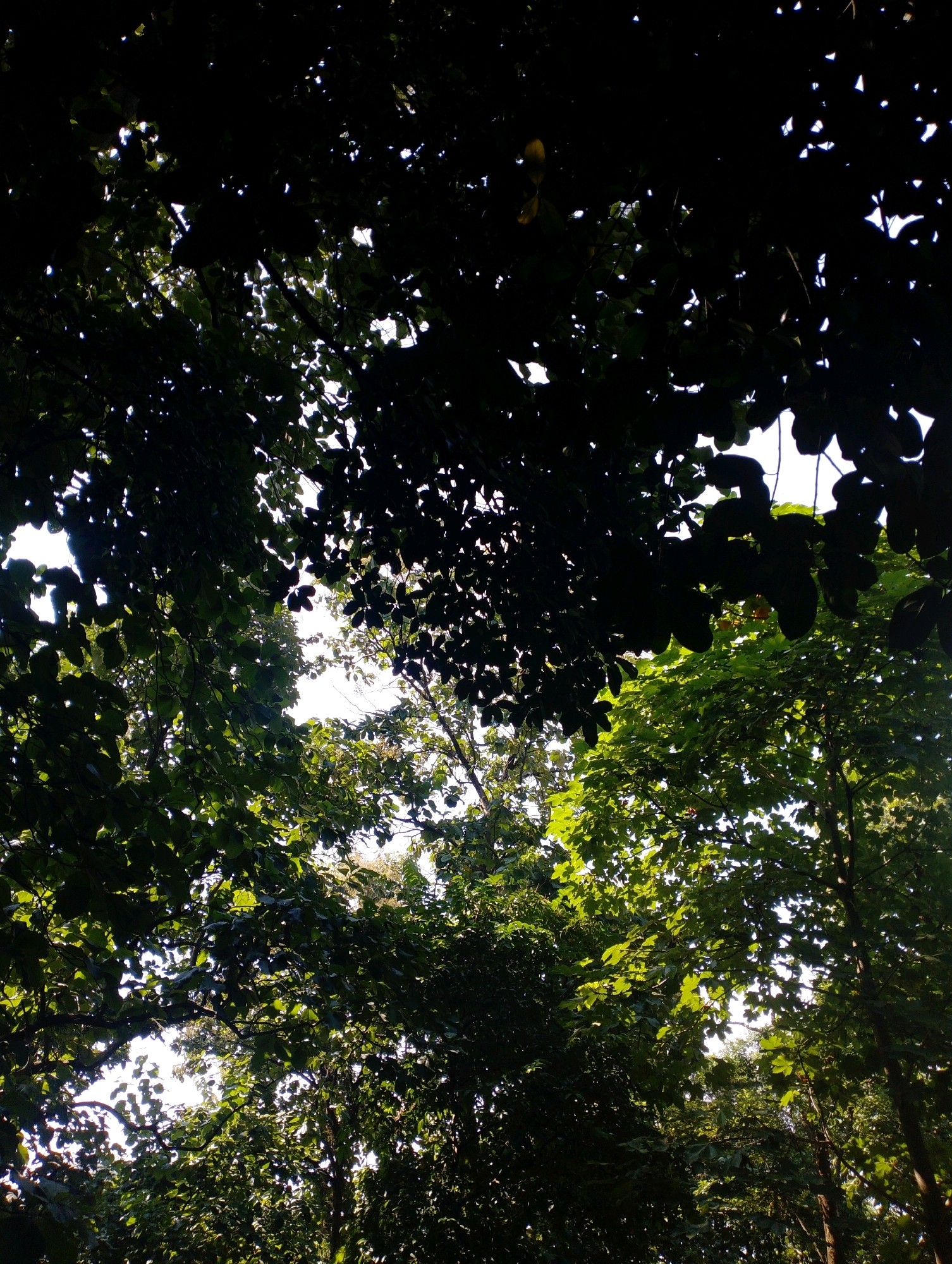 This is a low-angle shot of the canopy of trees, looking up towards a bright sky. The leaves are dense and dark, with the sunlight filtering through in some areas, creating a dappled effect. The scene is dominated by shades of green and black, with glimpses of the bright sky in between the leaves. There are no people or man-made objects visible. The setting appears to be a natural environment, possibly a park or forest area within the city of Dispur, India. The lush foliage suggests a place with ample rainfall and a humid climate.