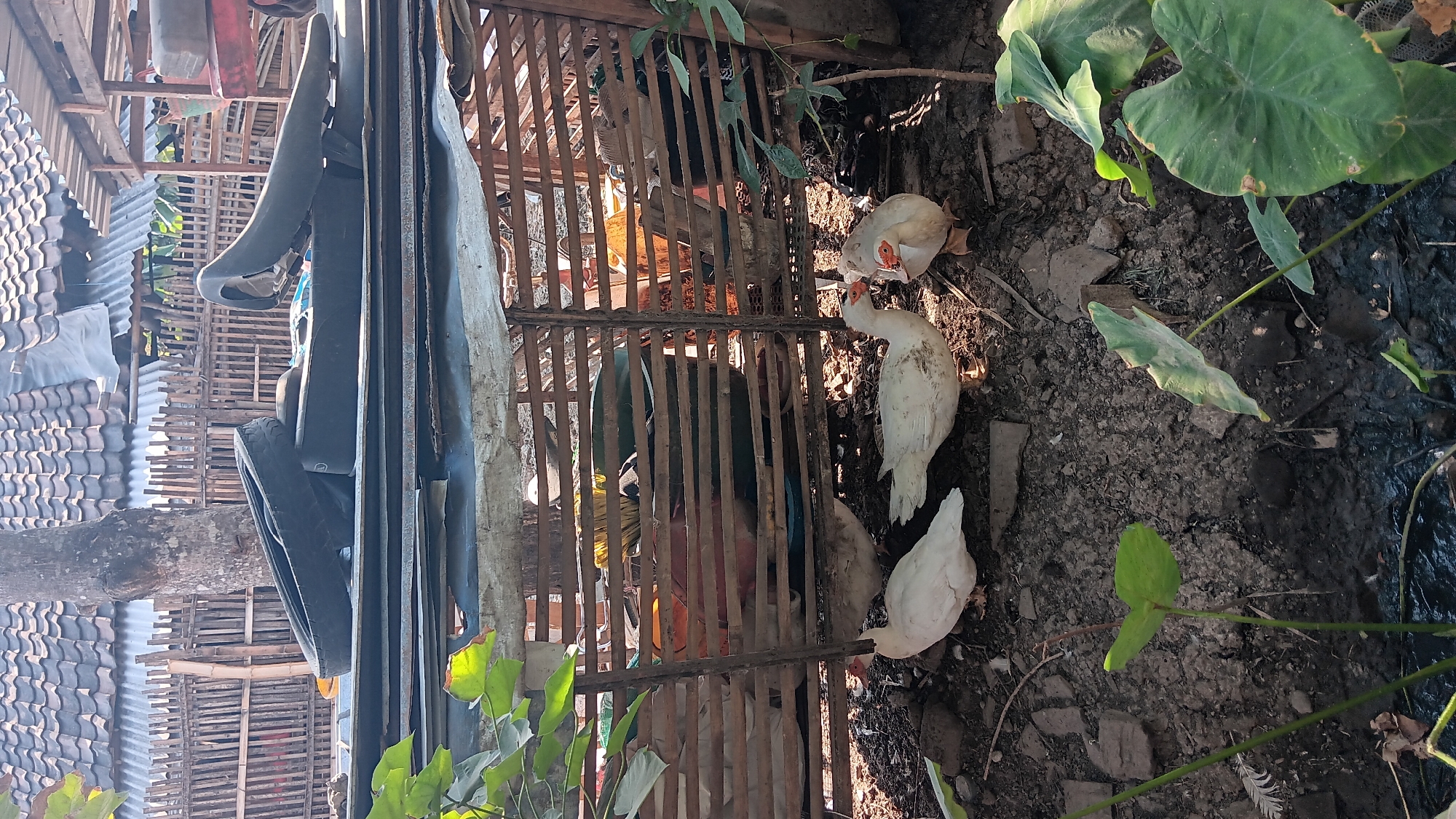 The image shows an outdoor scene in Sonobekel, Indonesia, depicting a small enclosure for ducks. Three white ducks with orange beaks are visible in the foreground, with two standing and one partially obscured. The enclosure is constructed from horizontal wooden slats, creating a rustic fence. Behind the enclosure, a pile of dark objects, possibly old tires and a motorcycle seat, are stacked. The background features a tiled roof and a wooden fence, typical of a residential or rural setting in the region. The ground is a mix of dirt, mud, and debris, with some green plants, including large-leafed taro plants, growing in the foreground. Sunlight casts shadows, indicating it is daytime.