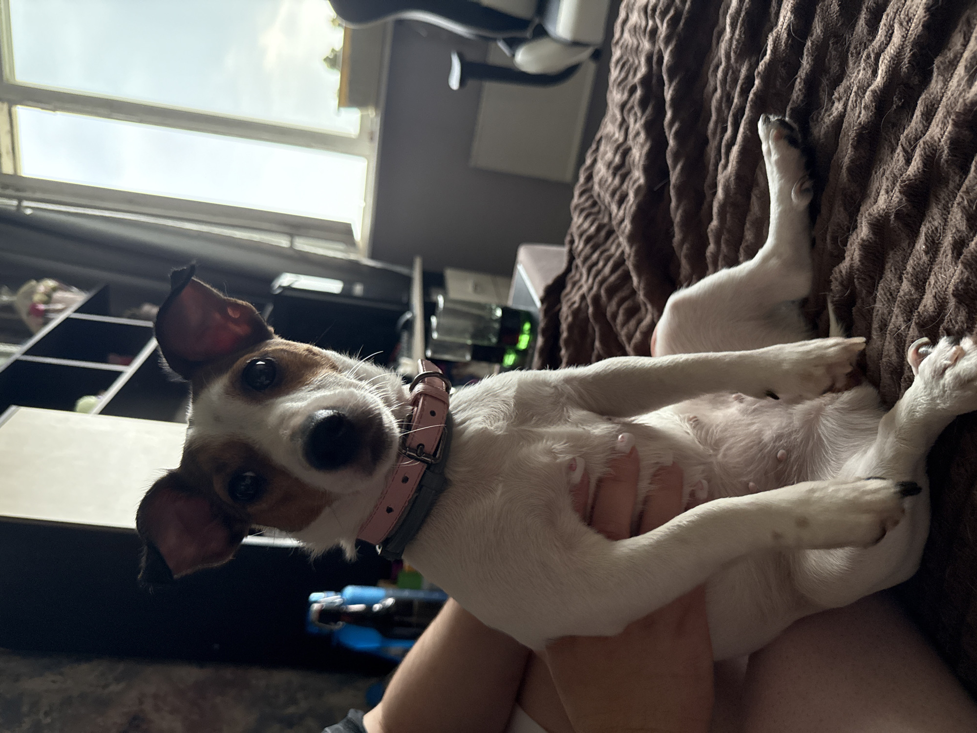 A Jack Russell Terrier dog is held by a person on a brown, textured blanket. The dog is white with brown markings on its face and ears, and it wears a pink collar. The background appears to be an indoor setting with a window that shows a bright sky. On a shelf in the background, there are decorative items and possibly some books. A desk with a computer monitor and a gaming chair is also visible. The overall scene suggests a domestic environment.
