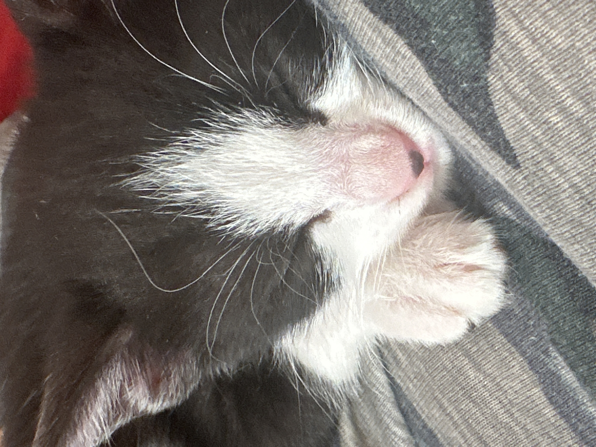 A close-up of a black and white kitten sleeping on a grey striped surface. The kitten's pink nose and white paws are visible. The location is not discernable from the image.