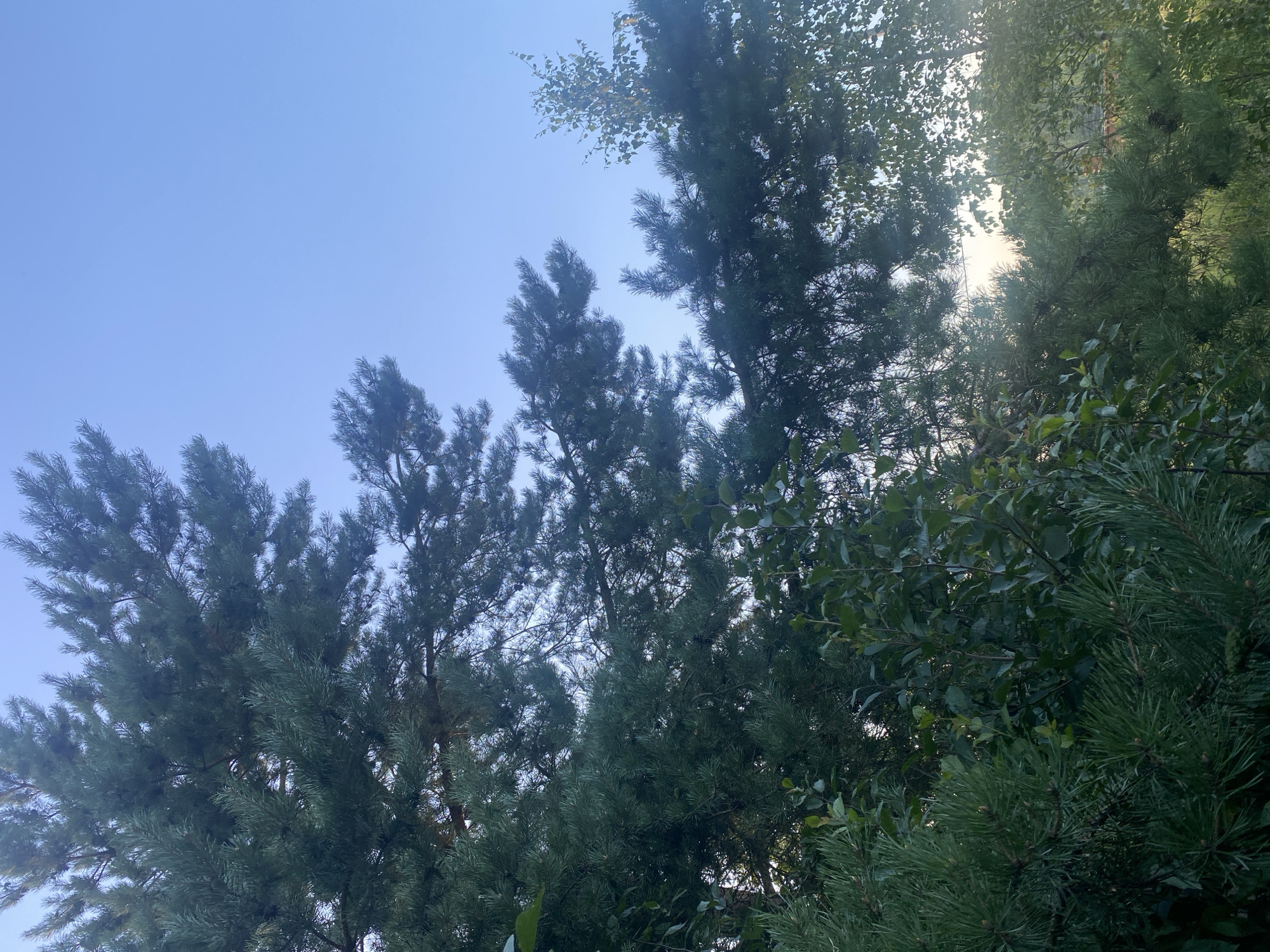The image depicts a close-up view of evergreen trees, predominantly pine trees, with their dark green needles filling the foreground and midground. The branches are dense and extend upwards, partially obscuring the clear, pale blue sky. In the background, a lighter green deciduous tree with smaller leaves is visible, along with hints of other foliage and what appears to be a distant residential structure with a reddish roof, suggesting an outdoor, possibly suburban or park-like setting. The lighting indicates it is likely daytime, with the sun potentially behind the trees or low in the sky, creating some highlights on the leaves and a soft glow in the distance. The scene is static and peaceful, with no people or discernible actions. This composition suggests a natural environment within the city of Mitino, Russia, likely a park, forest area, or backyard.