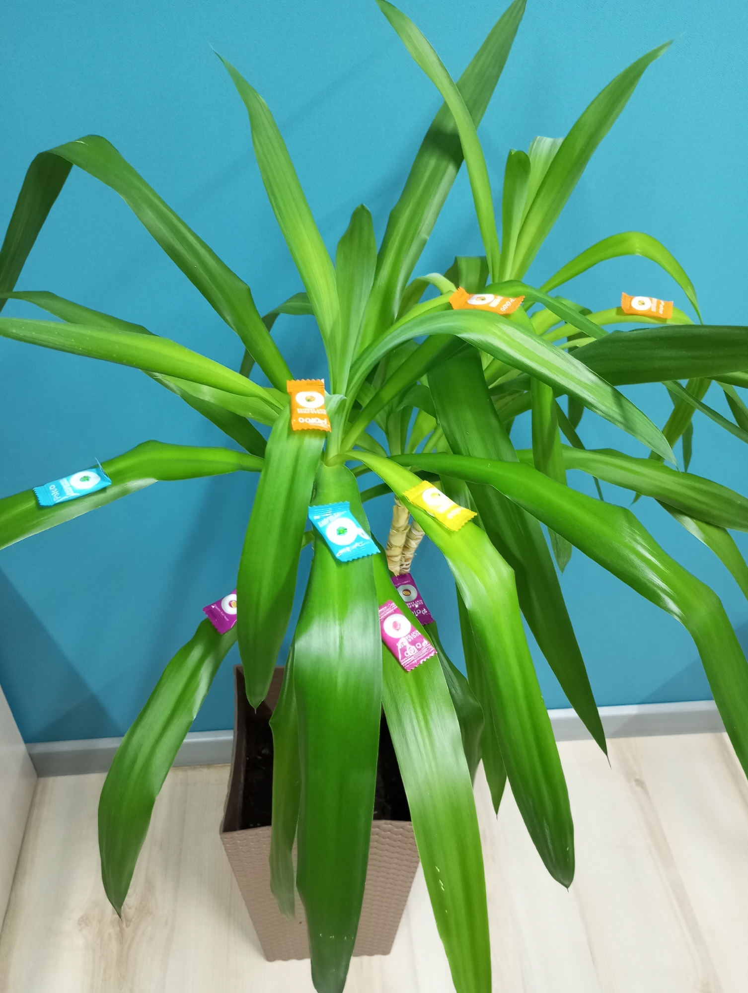 A medium-sized potted yucca plant sits on a light-colored floor against a blue wall. Several differently colored, individually wrapped candies, possibly lollipops based on the circular logo, are placed on the plant's leaves. The location information in the city of Pervomaysky, Russia, is not evident from this image.