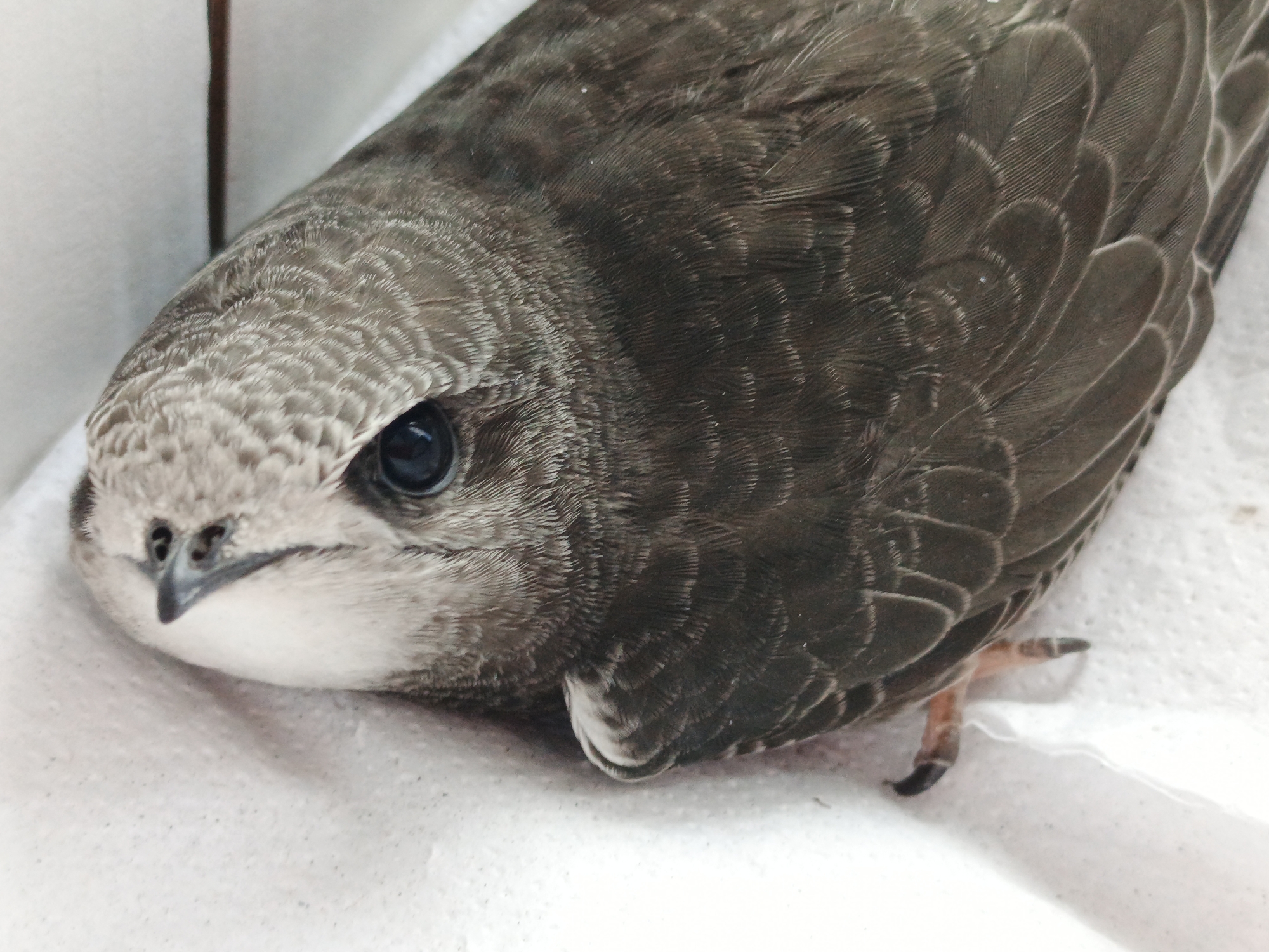 A close-up, high-angle shot shows a small, brown bird with a white underside and light gray facial feathers. The bird's dark eye is visible, as is its pointed beak. The bird is lying on a white, textured surface, possibly paper towel or fabric, and its body is partially obscured by shadows. The background is out of focus, with vertical lines suggesting a wall or partition. The bird is not in motion, and there are no people or other animals visible in the image. This image does not contain any information or context that would allow for the identification of its location in Zlatoust, Russia.