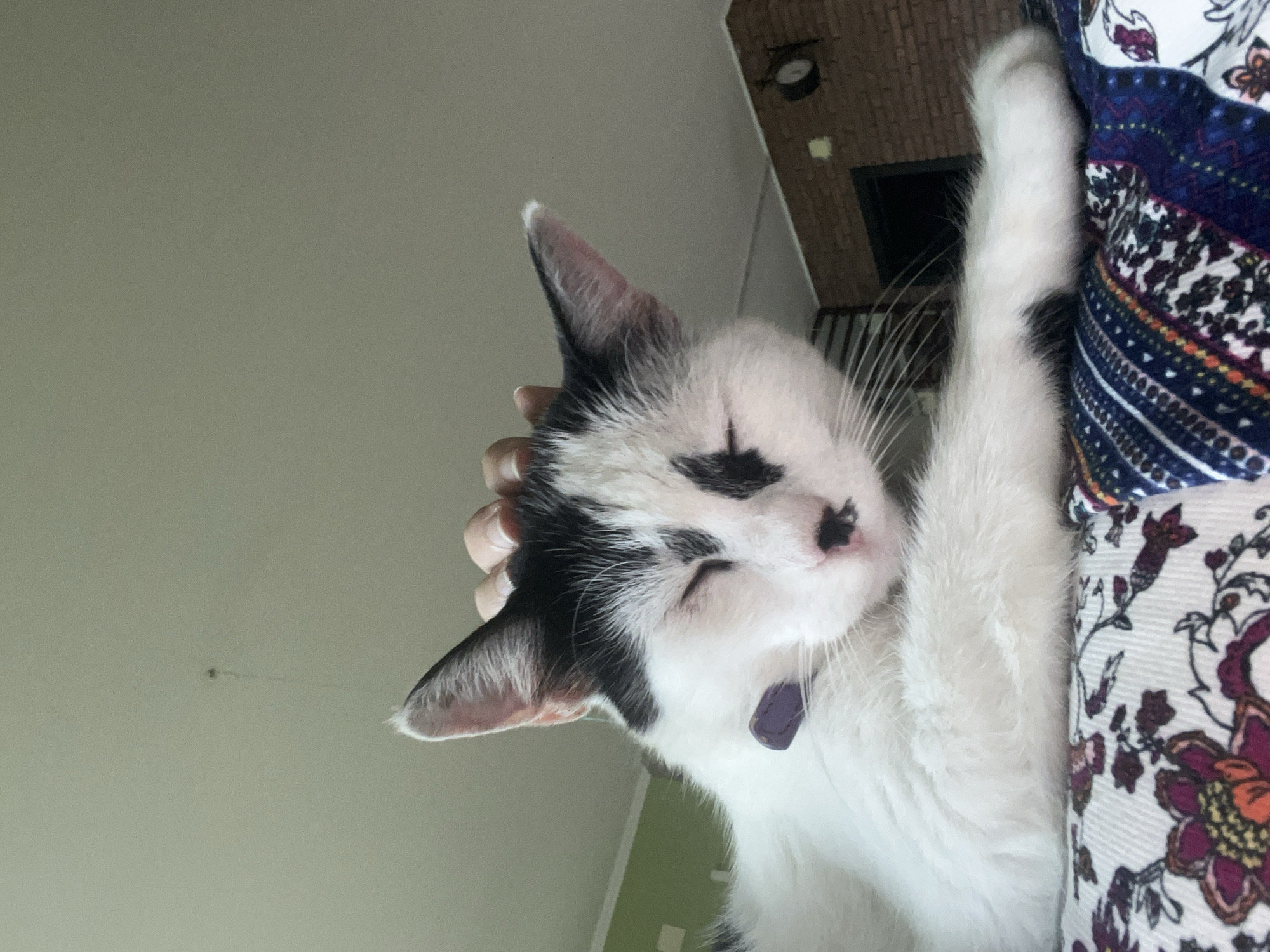A low-angle, medium shot captures a black and white cat being petted by a human hand, resting comfortably on a patterned surface. The cat's eyes are closed, and it appears relaxed. The background shows a ceiling and a wall with a brick pattern, and a clock is visible on the wall. The cat is wearing a purple collar. The scene is indoors, likely in a residential setting. There is no discernible information in the image to indicate a specific location in the city of Ureki, Georgia.