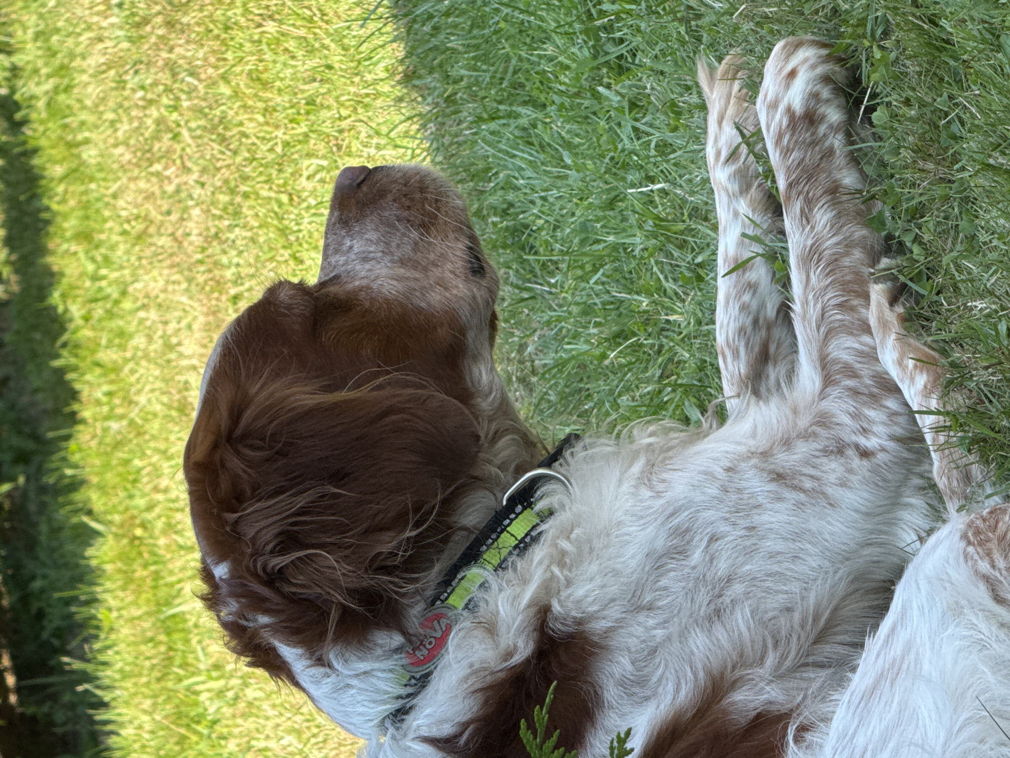 A medium-sized dog with brown and white fur lies in the grass, facing right, with its head turned slightly towards the right. The dog is wearing a green and black collar with a red tag. The background is out of focus, showing green grass and trees. The lighting suggests it is daytime, possibly late afternoon with dappled sunlight creating shadows.