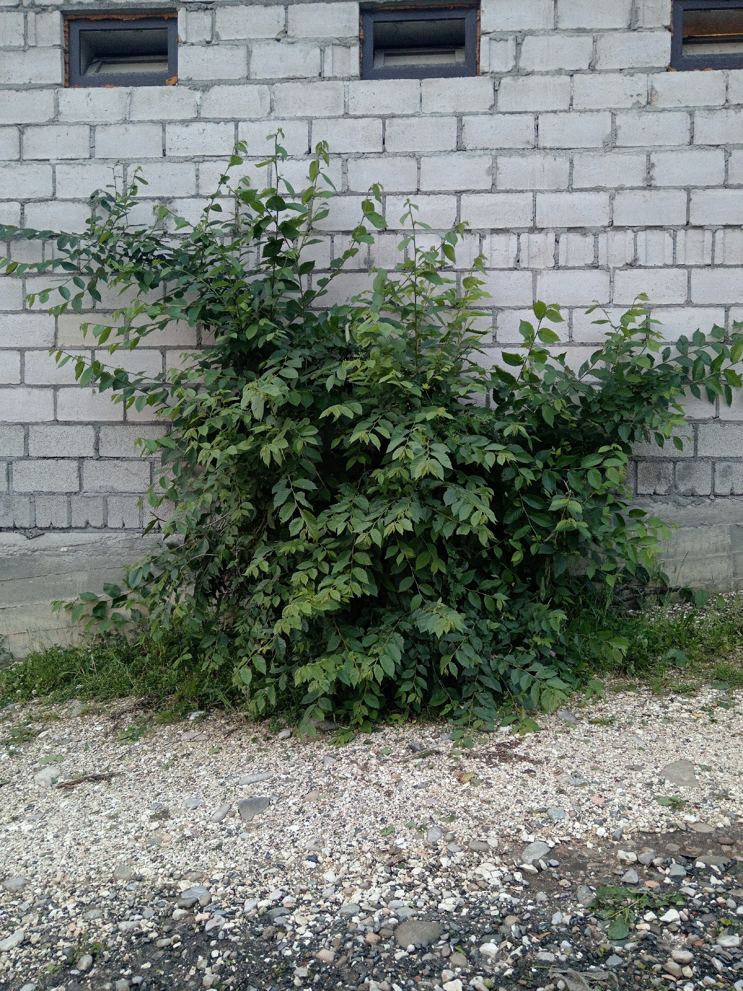 This is a medium shot, eye-level, full-frame photograph of a dense green bush against a light gray cinder block wall in the city of Uchkeken, Russia. The bush is growing in front of the lower half of the wall, with its branches extending upwards and outwards. The wall has two small, dark-framed windows visible near the top. The ground in front of the bush and wall is covered with small, mixed-color gravel and some sparse green grass. The lighting suggests it is daytime with overcast conditions, casting no harsh shadows. The scene is static and depicts an outdoor environment.