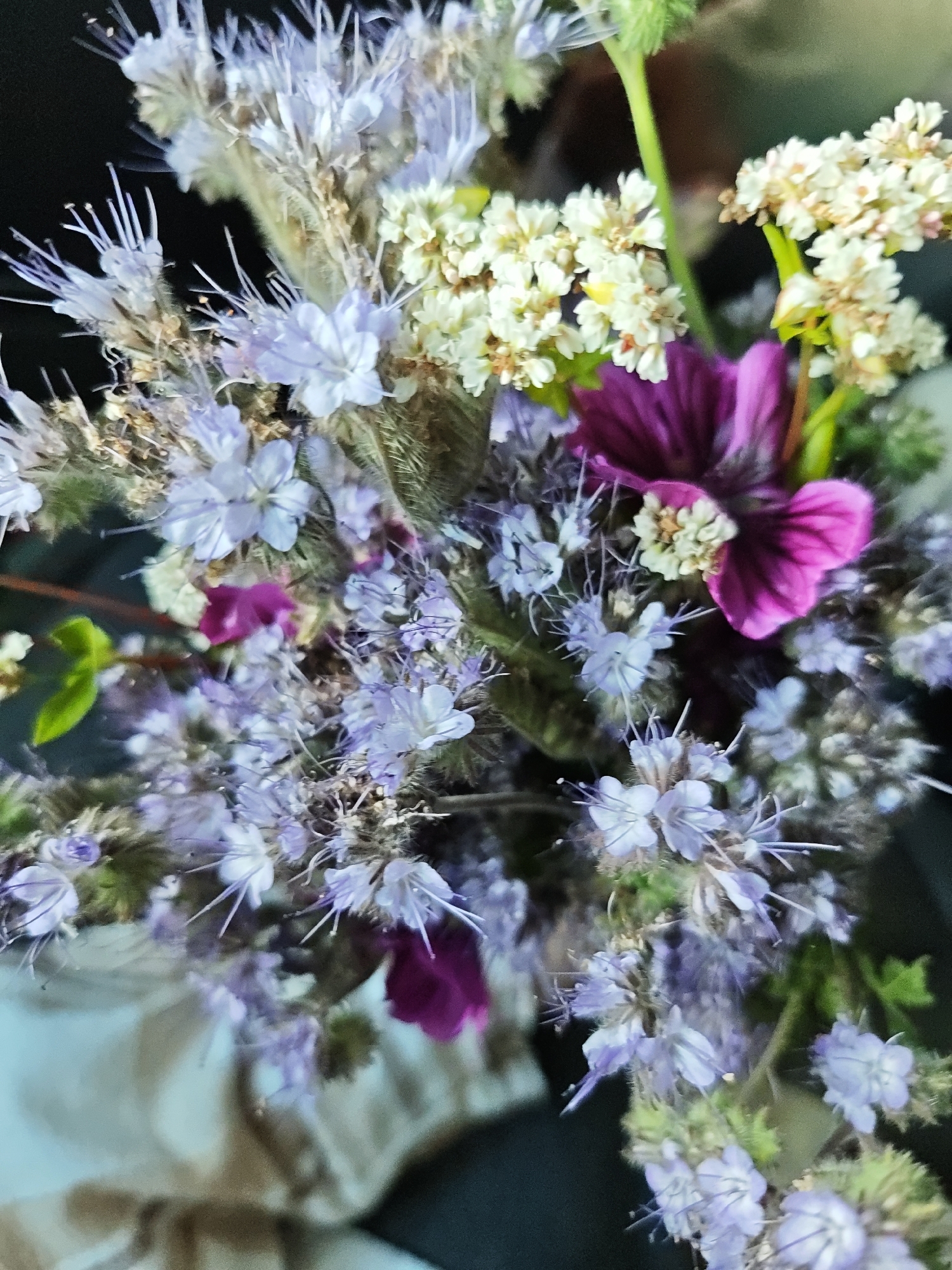 A close-up, vertical, outdoor shot captures a bouquet of wildflowers against a blurred background. The bouquet is composed of numerous small, lavender-colored flowers with prominent stamens, interspersed with clusters of tiny, white flowers. A single, large, vibrant magenta flower with delicate petals is prominently featured towards the right side of the frame, with its center a lighter shade of yellow-green. Some thin, fuzzy stalks and green leaves are also visible. The overall impression is of a natural, slightly wild arrangement of flowers, possibly collected from the vicinity of Dobin am See, Germany, a location known for its natural beauty and surrounding forests.