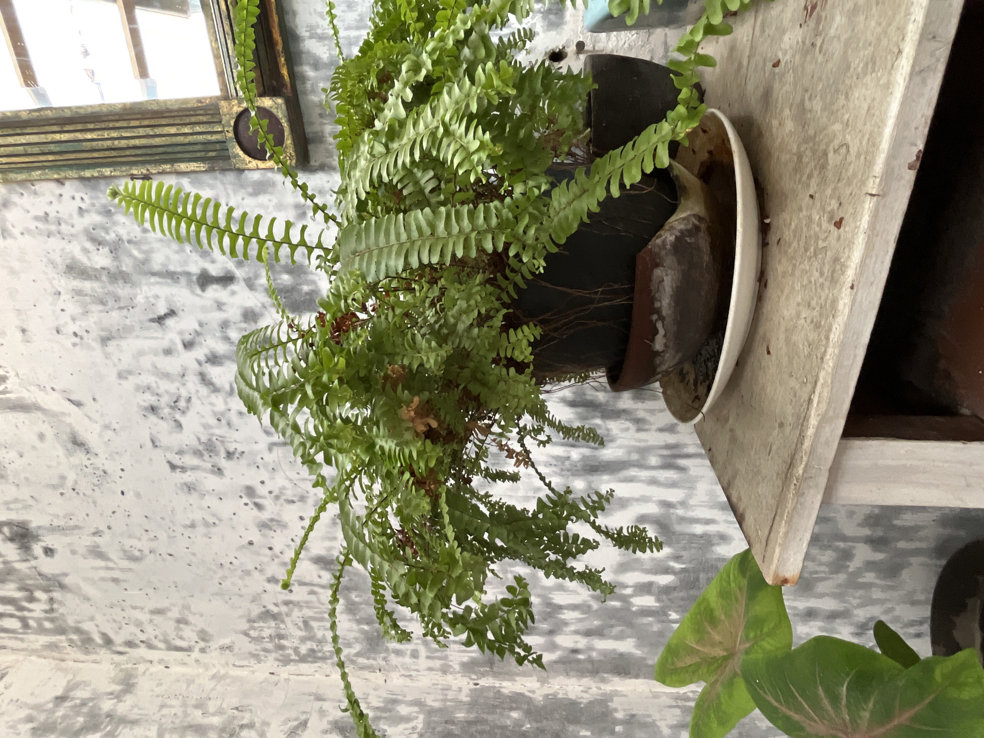 A potted fern plant sits on a weathered wooden surface in Karangkebagusan, Indonesia. The fern is lush and green, with long fronds cascading over the sides of its dark pot. The pot itself rests on a white saucer, which is slightly cracked. The wooden surface appears to be a small table or shelf, also showing signs of age and wear. Behind the plant, the wall is textured and painted in a mottled grey and white pattern, with some areas appearing rough and unfinished. To the right of the fern, a portion of a decorative framed mirror with a gold-toned border is visible, reflecting some light. In the lower left corner of the image, a plant with large, heart-shaped leaves, possibly a Caladium, is partially visible. The overall scene suggests an indoor or sheltered outdoor setting, possibly a veranda or garden area. There are no people present in the image.
